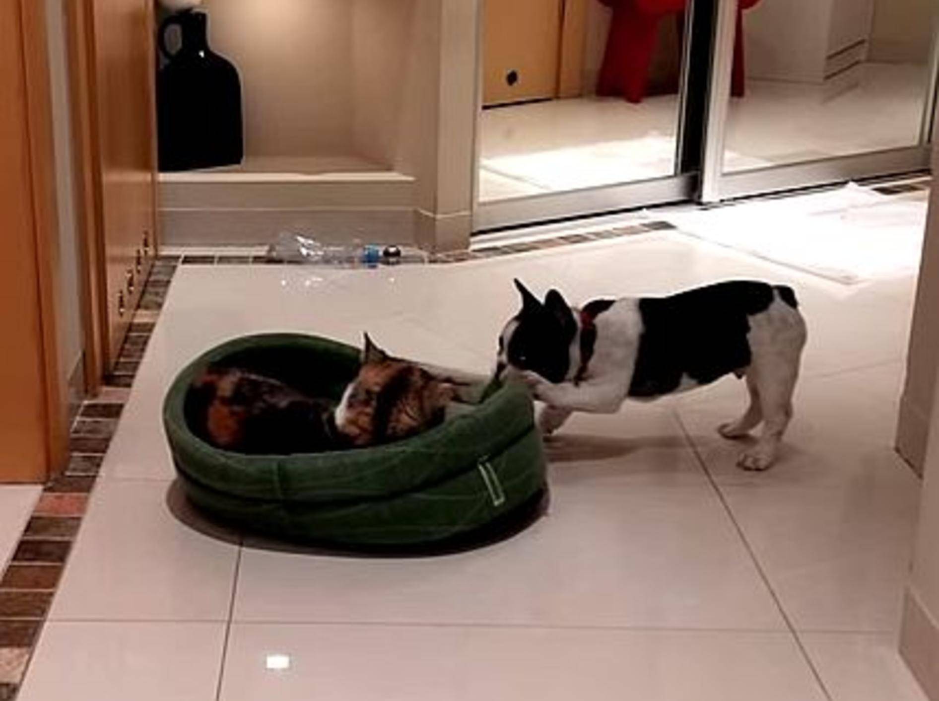Französische Bulldogge erobert Bett zurück – Bild: Youtube / Pixel