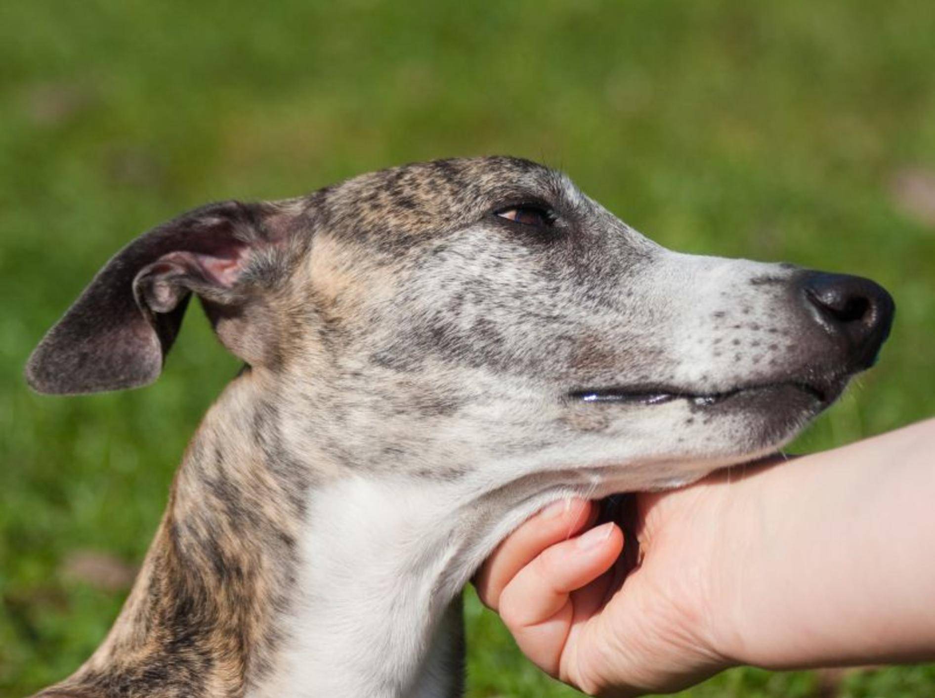 Der Galgo Espanol ist ein sensibler Hund, der eine liebevolle Erziehung braucht – Bild: Shutterstock / Xseon
