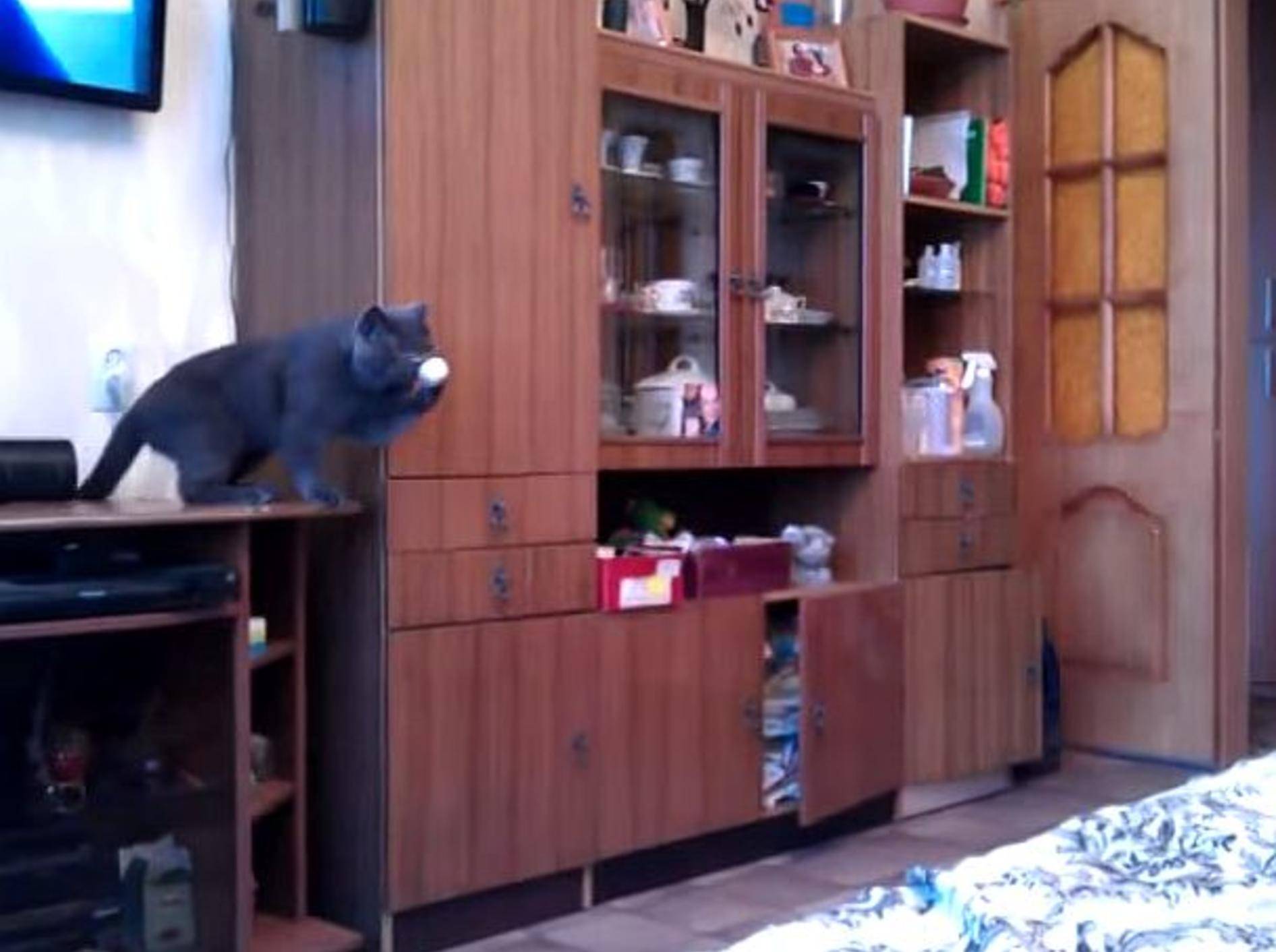 Süße graue Katze ist Ping-Pong-Profi – Bild: Youtube / RM Videos