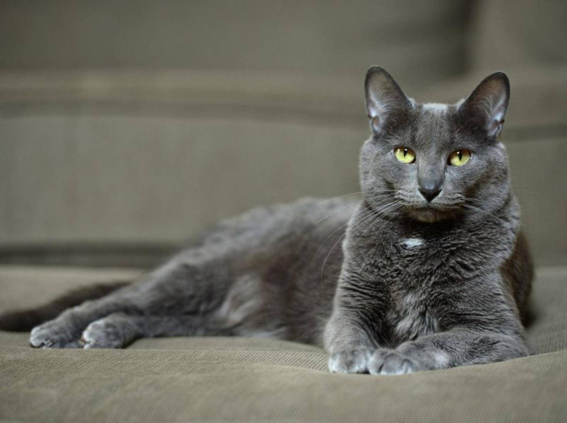 Eine Schönheit: Die Korat-Katze – Bild: Shutterstock / R. Gino Santa Maria
