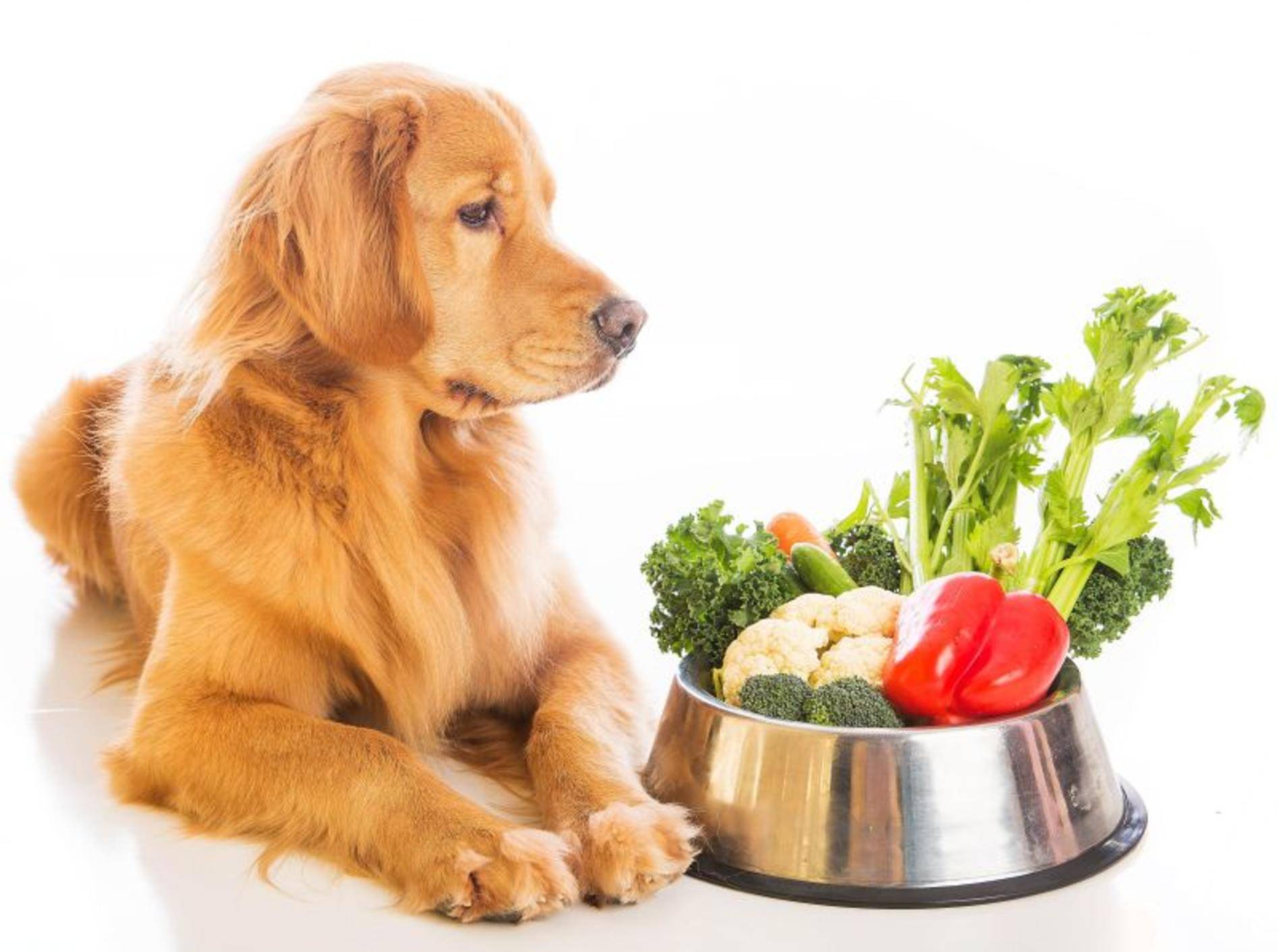 Gemüse passt gut in eine abwechslungsreiche Hundeernährung – Bild: Shutterstock / Mat Hayward