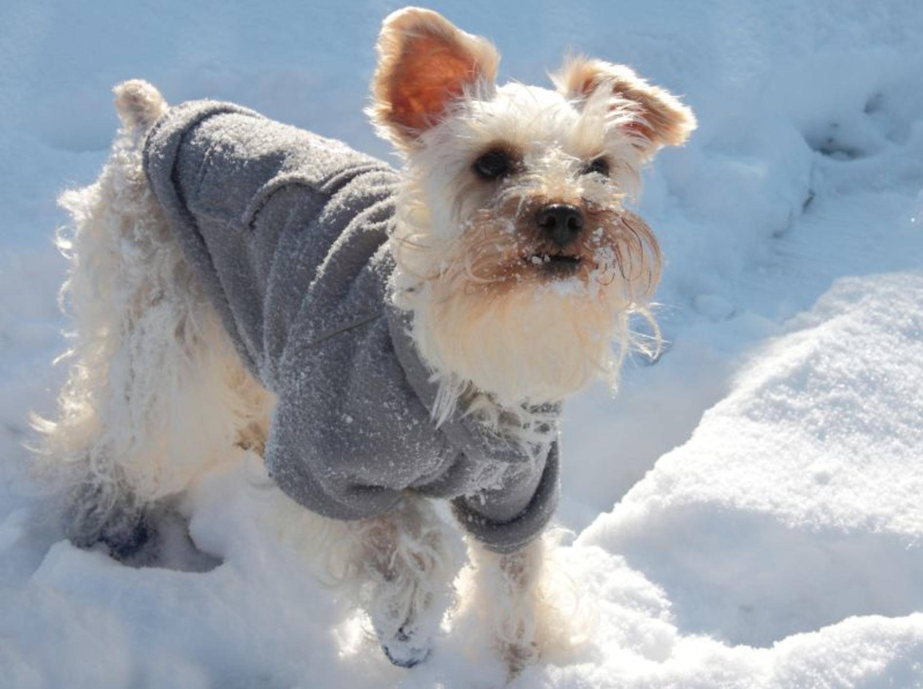 Hundeschuhe für den Pfotenschutz – Bild: Shutterstock / Joyce Marrero