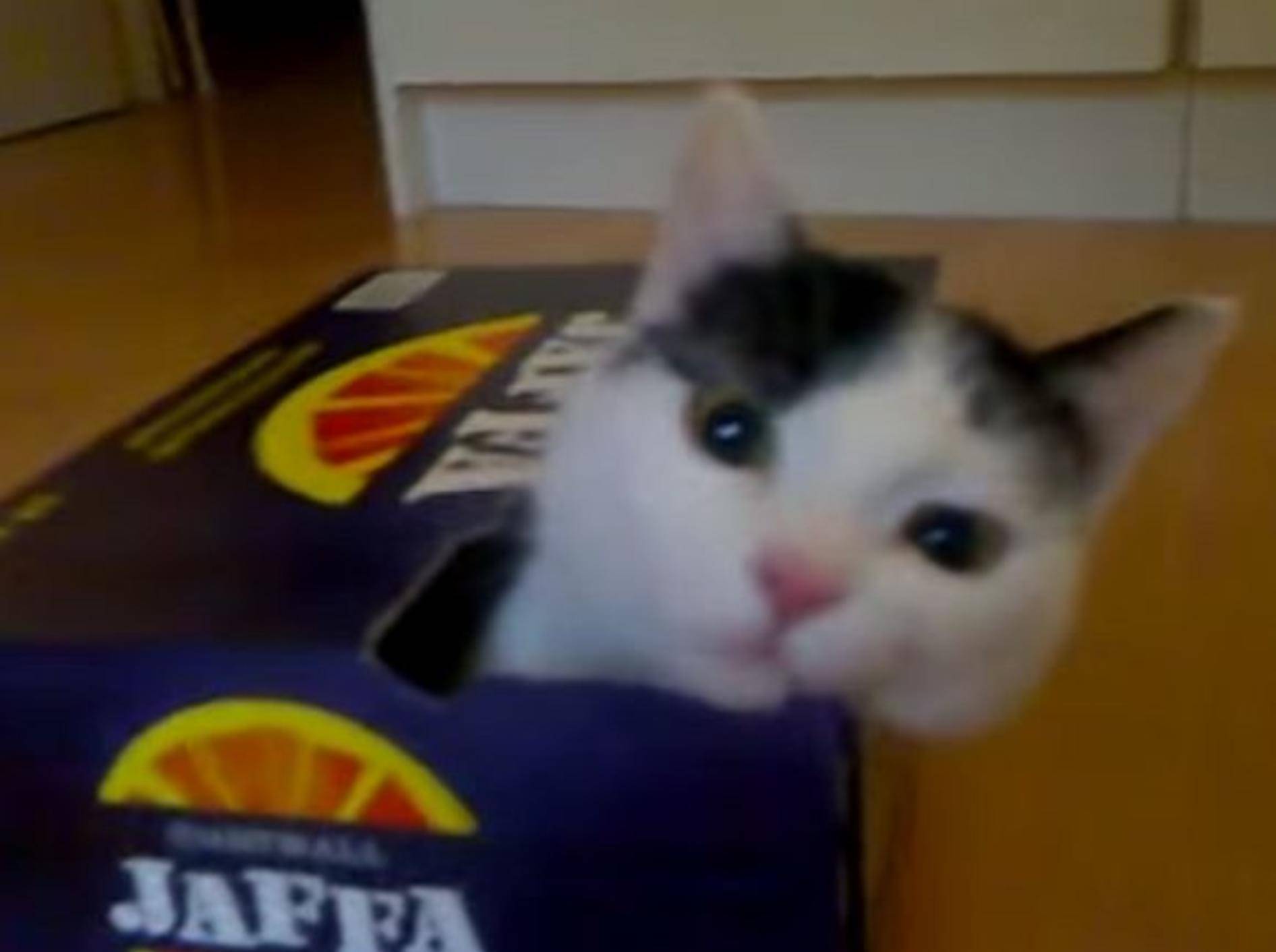 Emsige Katze: "Ich will in diesen Karton!" – Bild: Youtube / MrKissa88