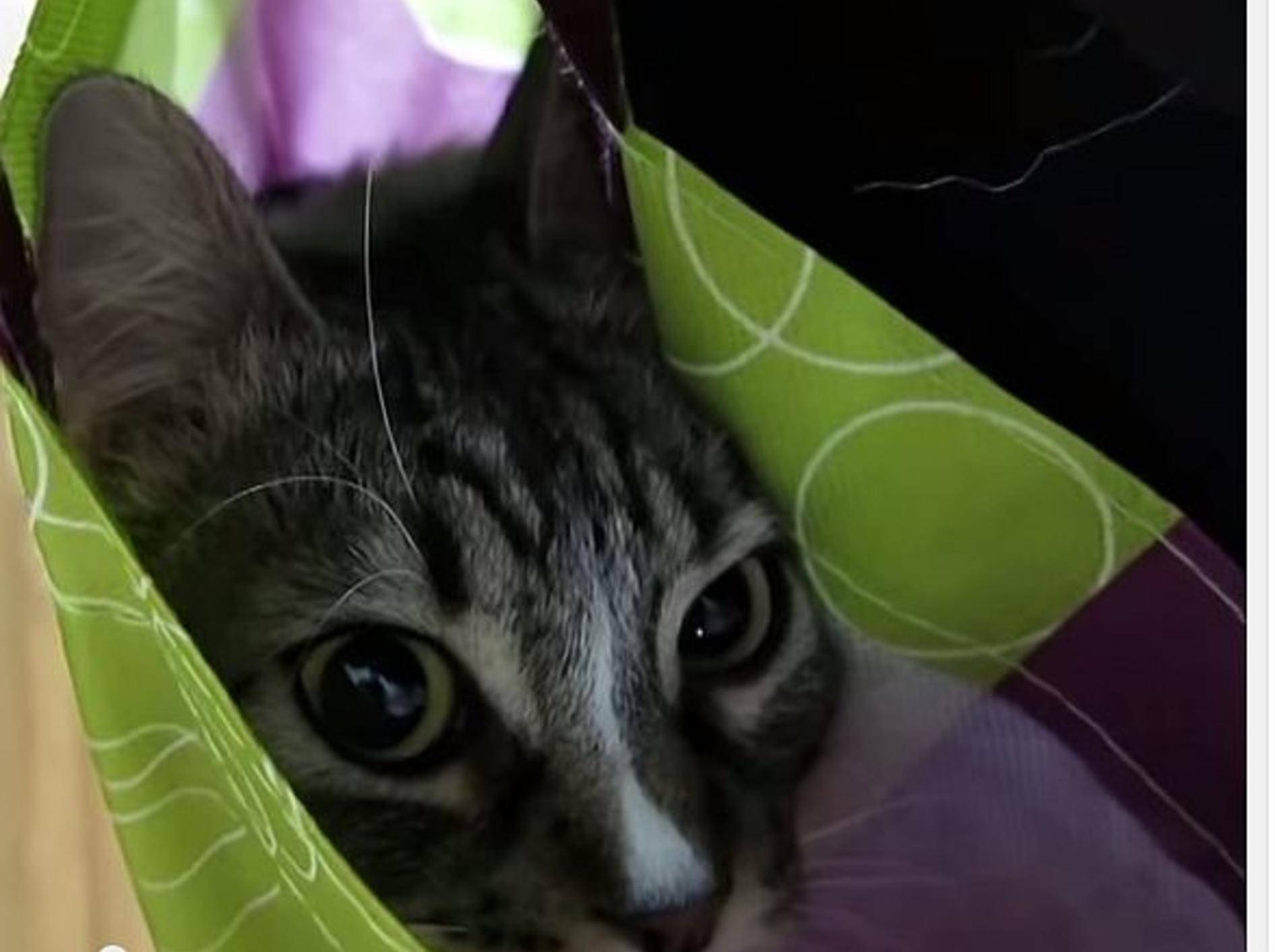 Katzen zeigen ihre besten Verstecke – Bild: Youtube / WeAreMishMish