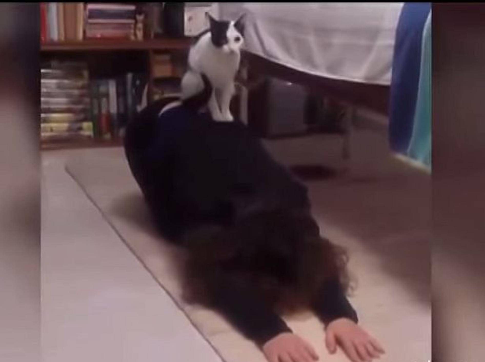 Wenn Haustiere beim Yoga stören: Compilation – Bild: Youtube / The5mVideos
