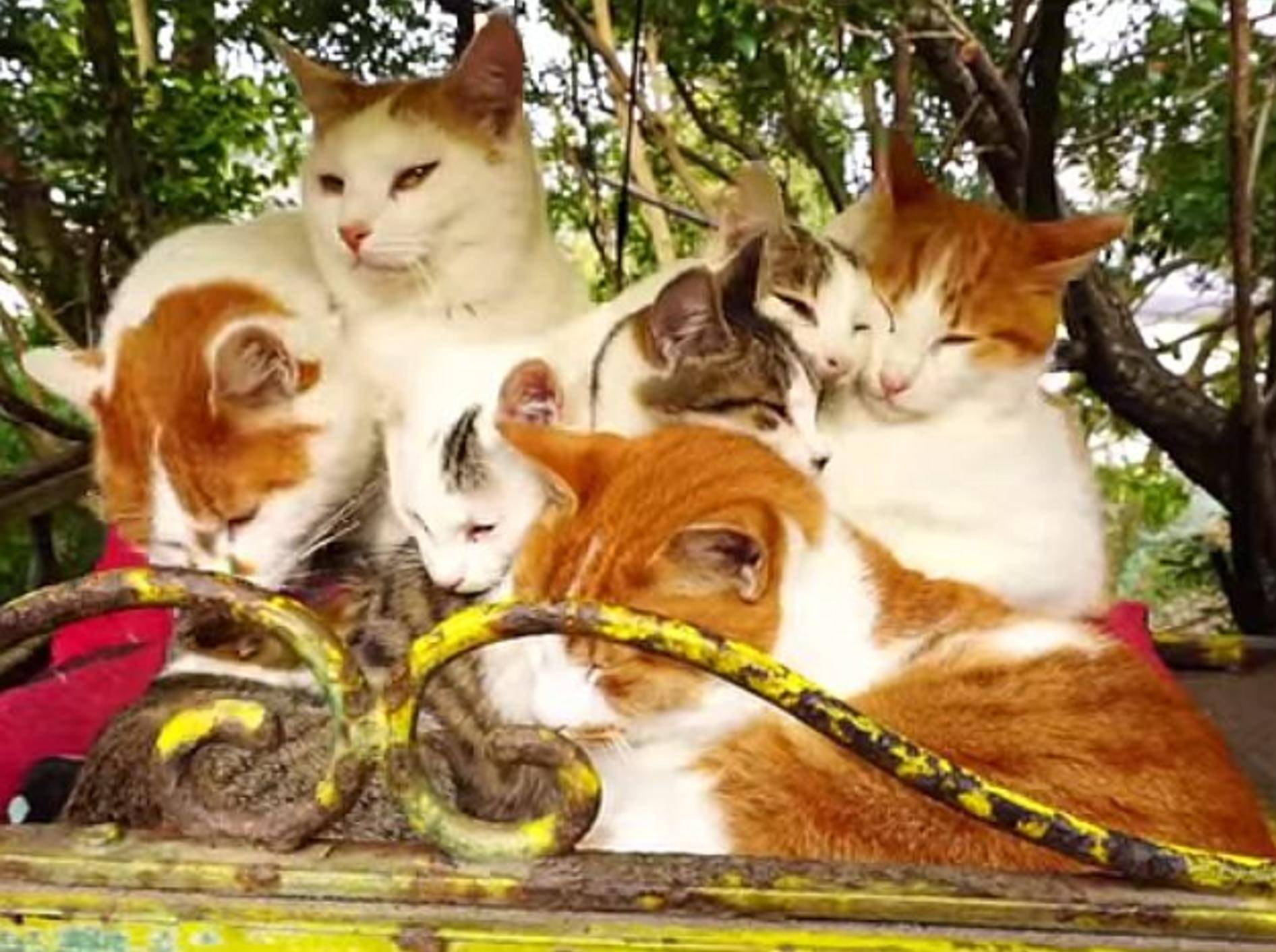 Gruppenkuscheln bei ein paar süßen Katzenkumpels – Bild: Youtube / Nyanta8355