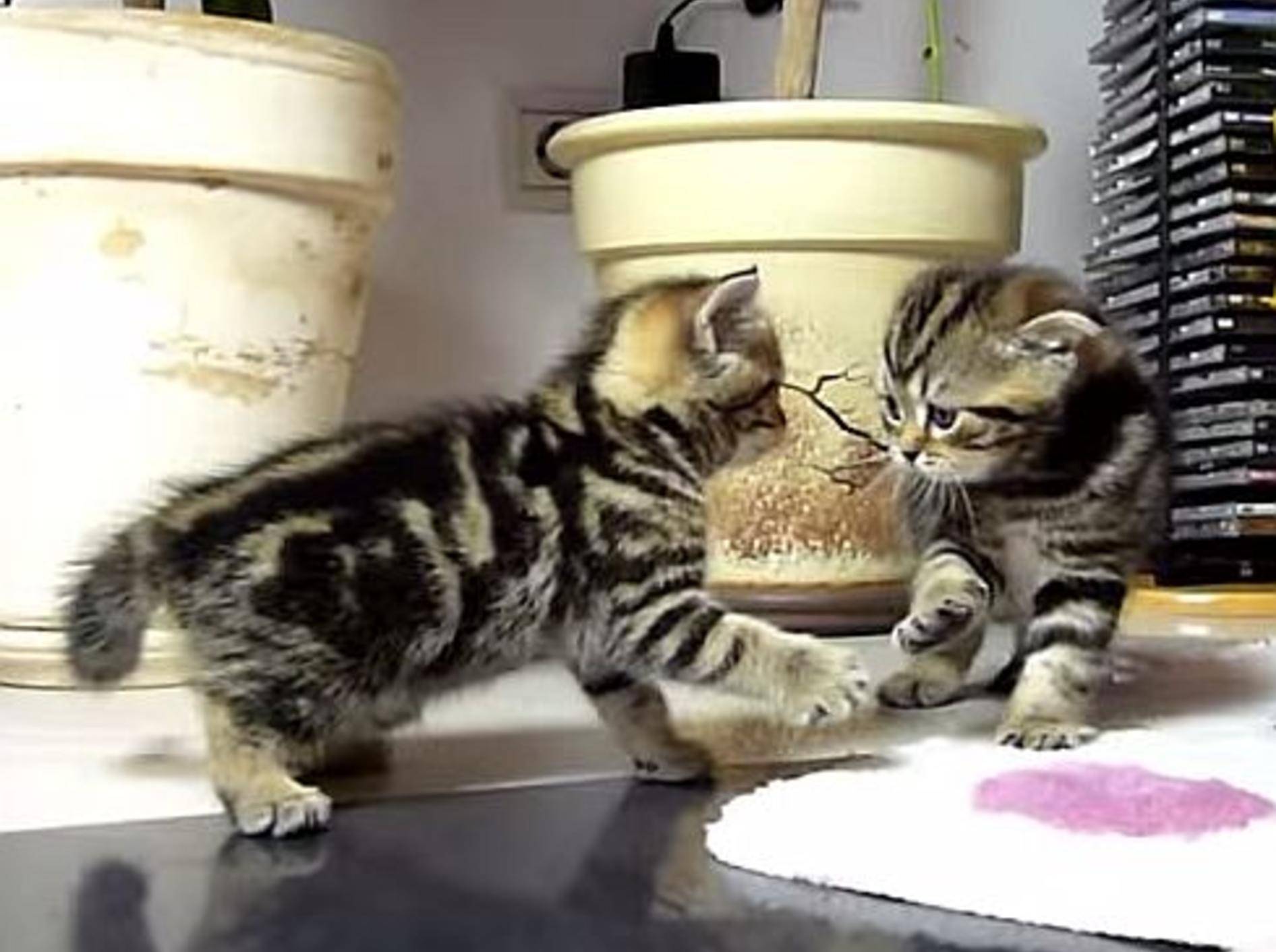 Süße Katzenbabys: "Spielen ist so toll!!!" – Bild: Youtube / Funnycatsandnicefish