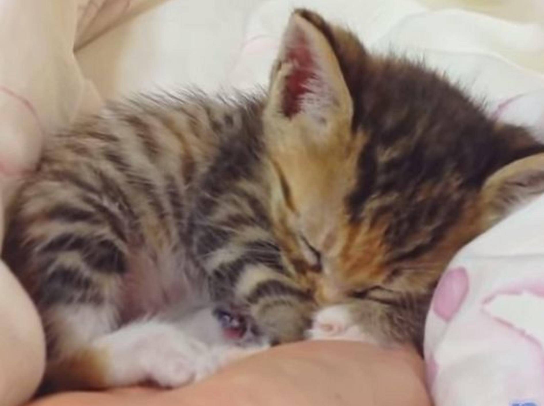 Kleine Katzenbabys: In Händen schlafen ist toll! – Bild: Youtube / CrazyFunnyStuffCFS