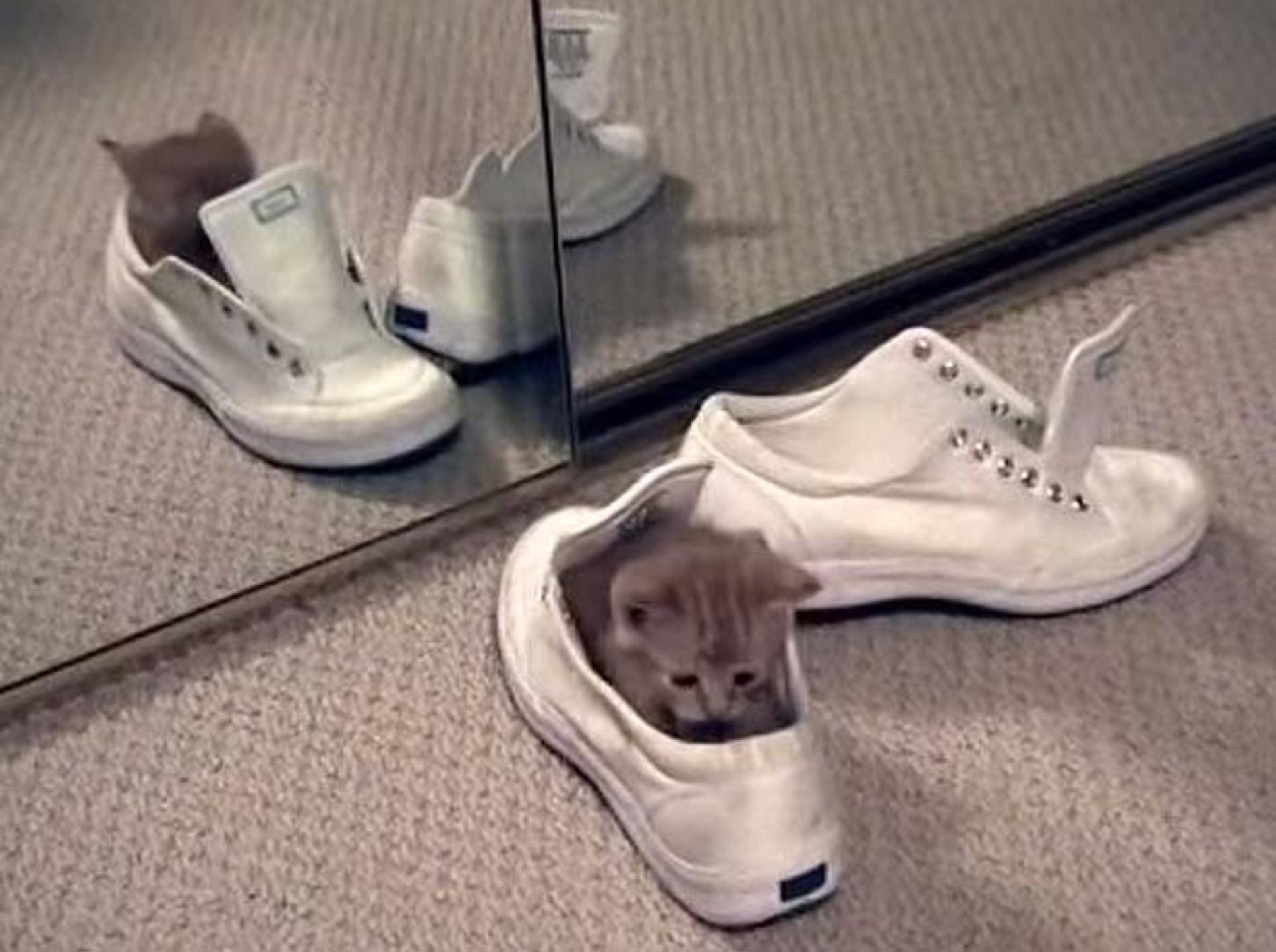 Katze vs. Schuhe vs. Spiegel – Bild: Youtube / Cur417