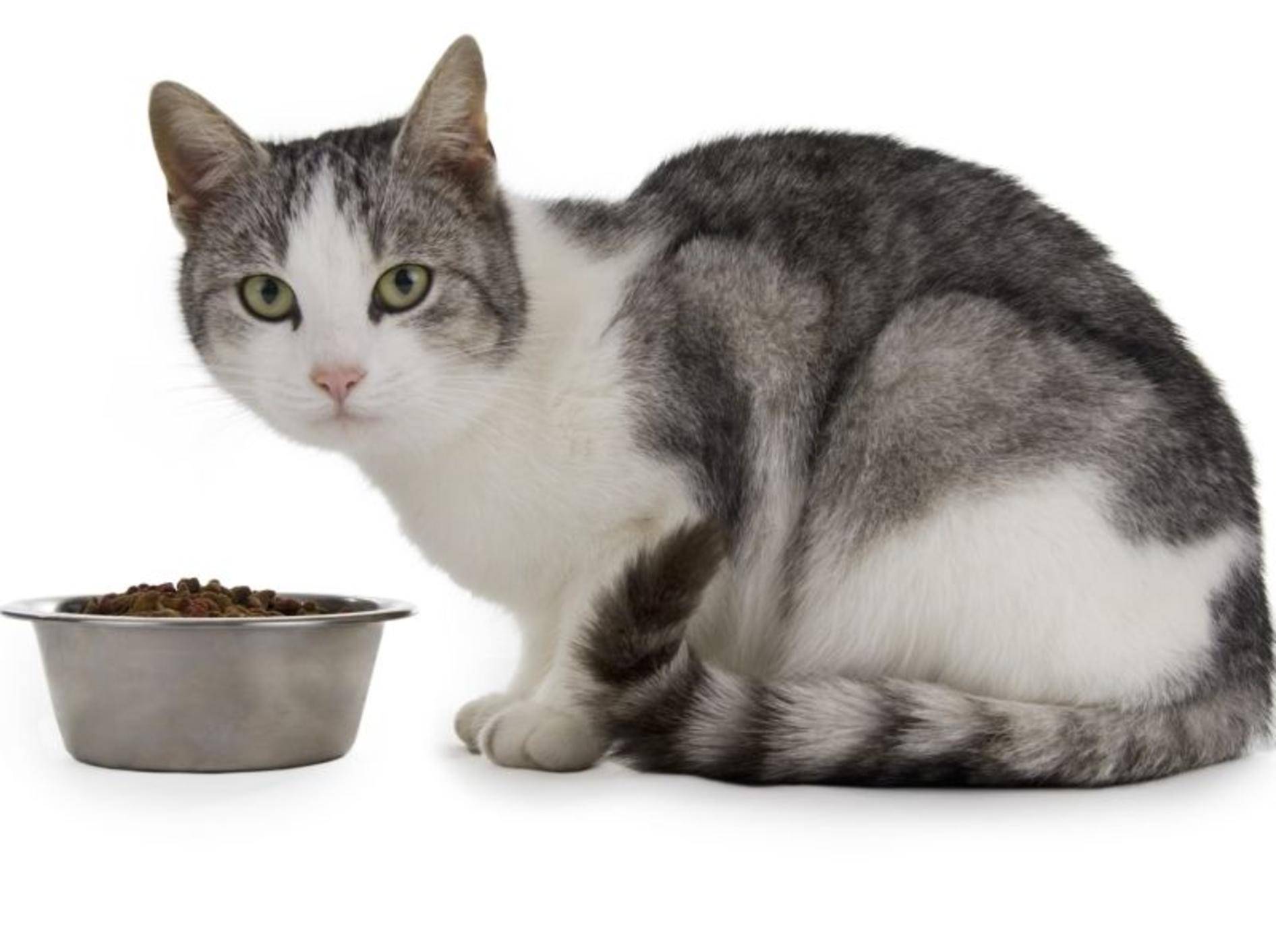 Taurin ist wichtig für die Katzengesundheit – Bild: Shutterstock / Tompet