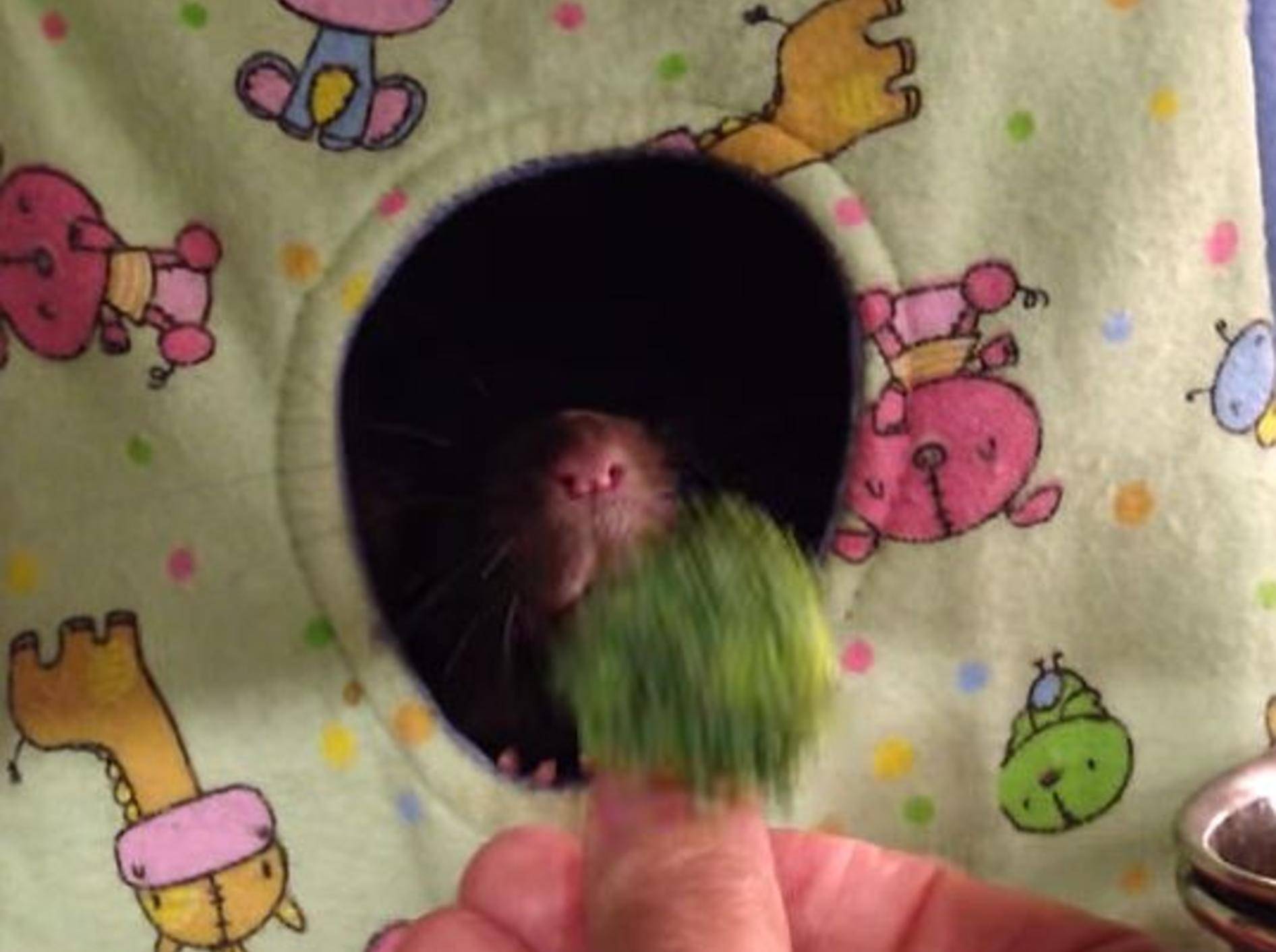 Lustige Ratte: "Für mich bitte keinen Broccoli!" – Bild: Youtube / Indigo Blue