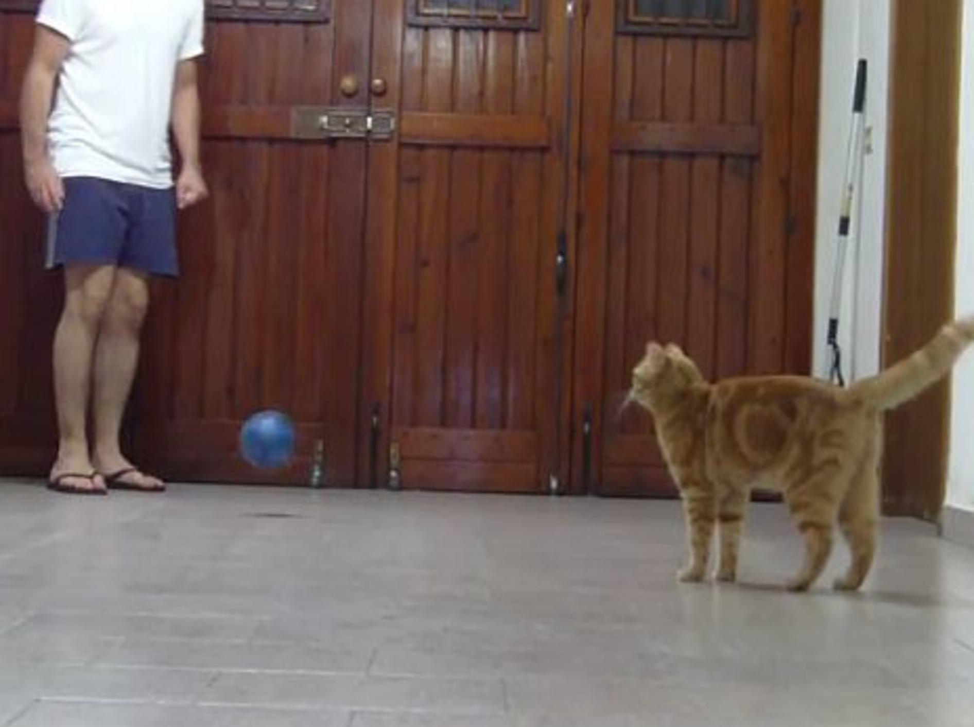 Kätzchen Sissi spielt Fußball – Bild: Youtube / Sissi The Red Cat