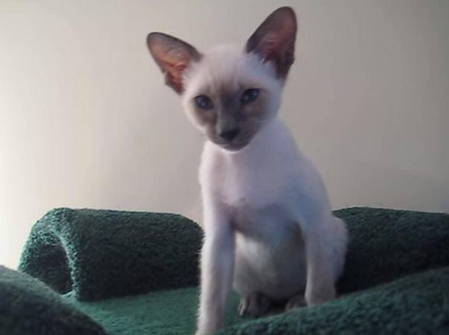 Siam-Kätzchen Ollie ist total gesprächig – Bild: Youtube / Melany Klohoker