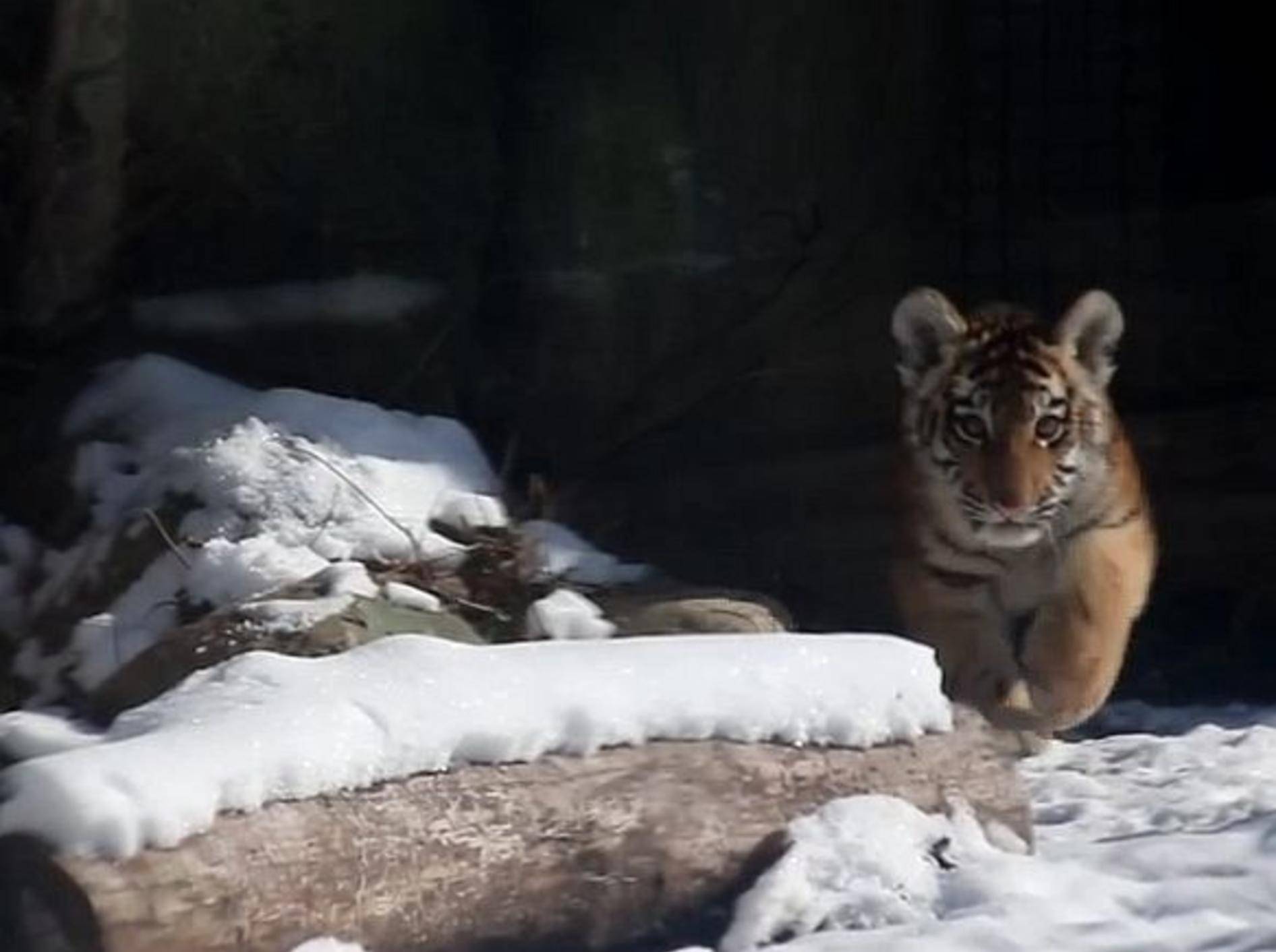 Tiger- und Löwenbaby sehen zum ersten mal Schnee – Bild: Youtube / IndianapolisZoo