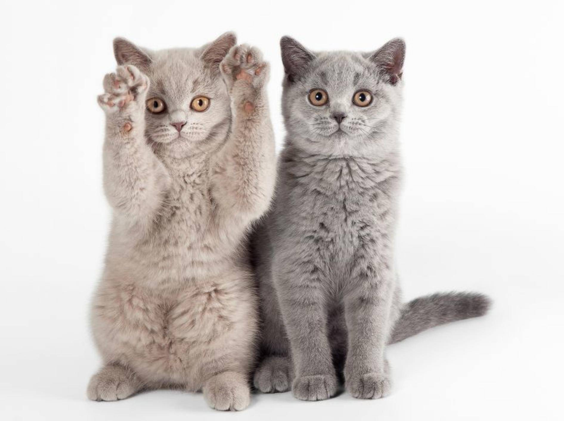 Clickern mit zwei Katzen: Gute Organisation ist alles – Bild: Shutterstock / dien
