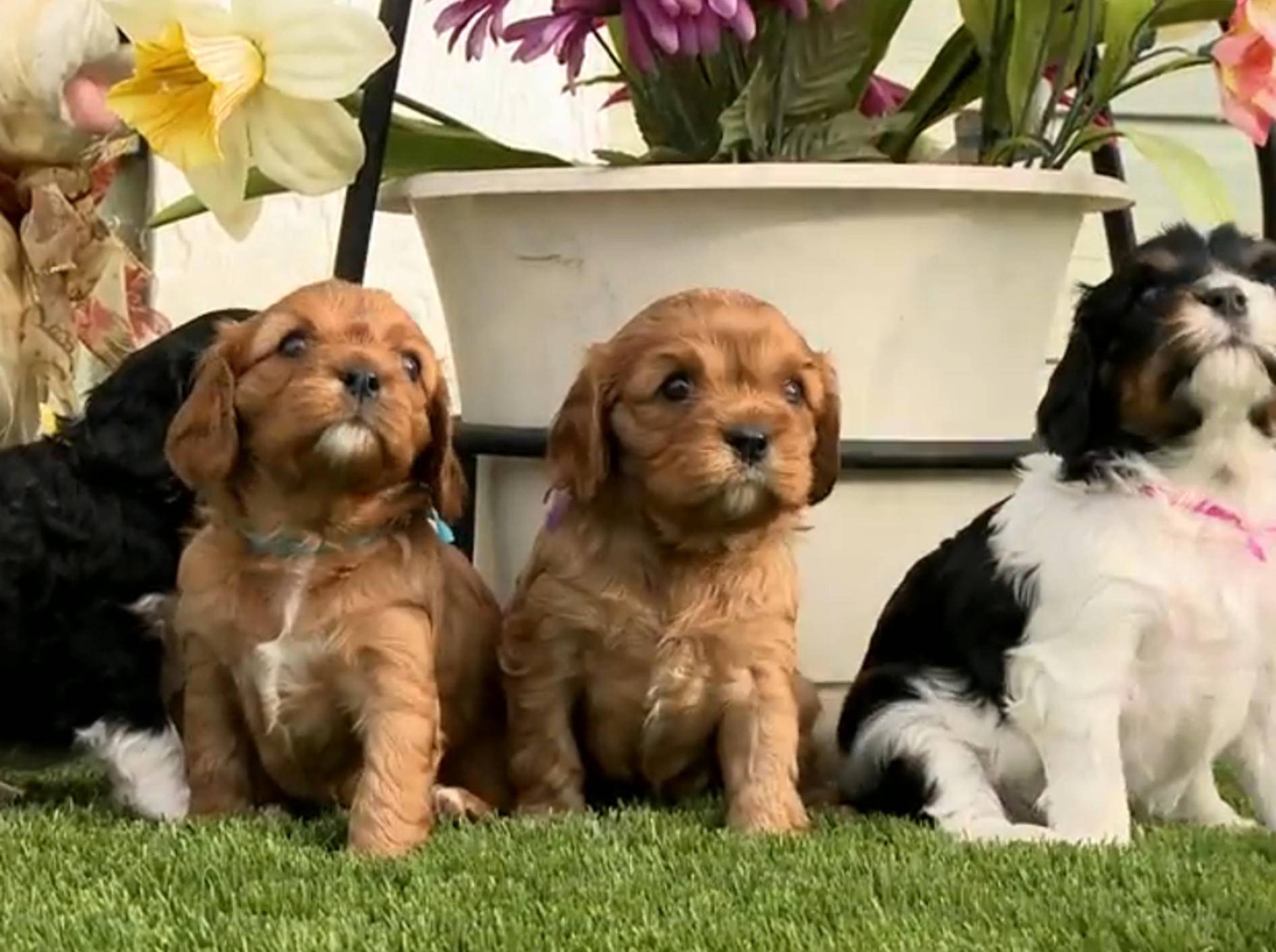 Süße Hundewelpen wollen nicht stillstehen – Bild: YouTube / The Pet Collective