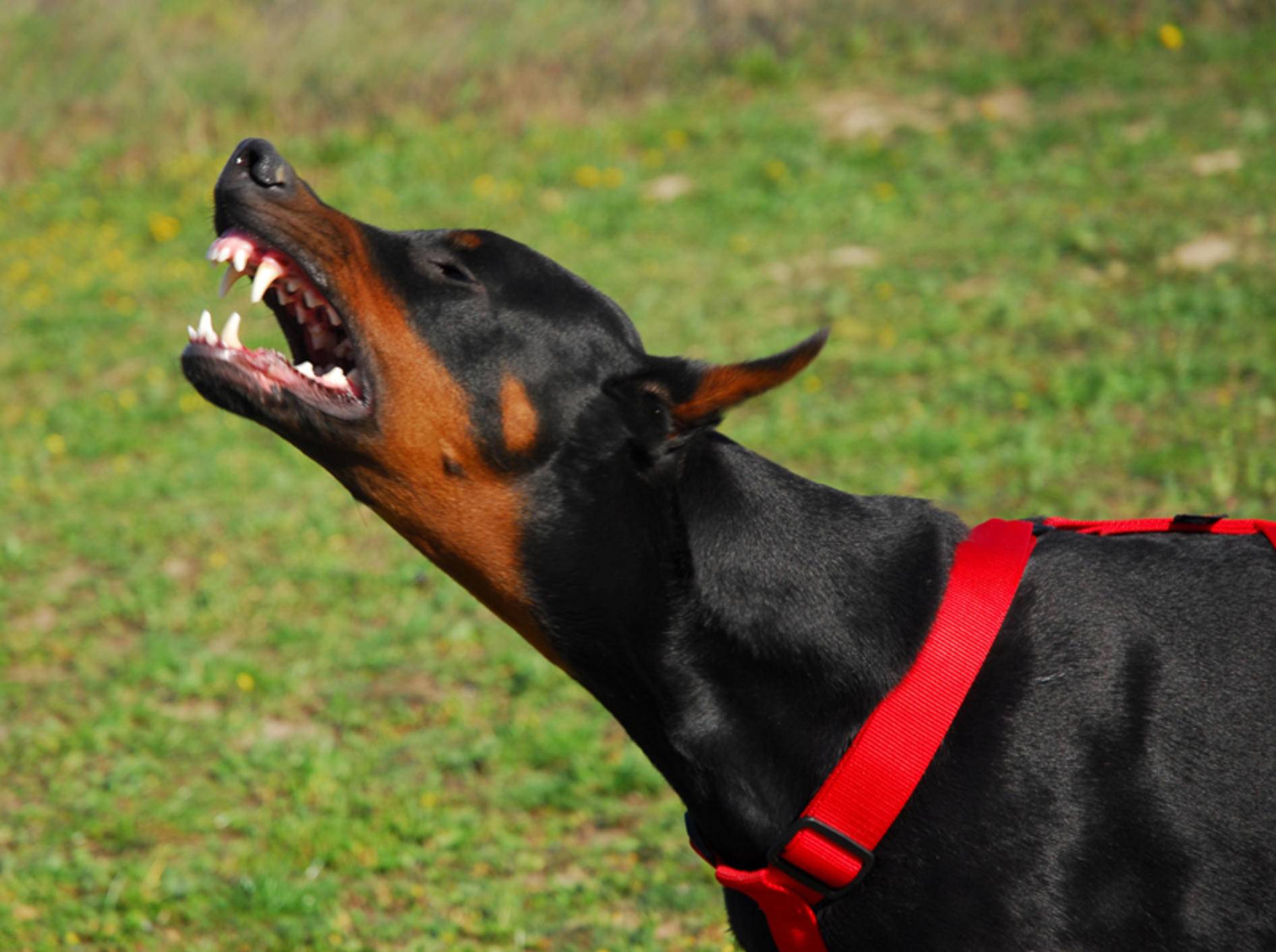 Beim Umgang mit schwierigen Hunden ist Geduld gefragt – Bild: Shutterstock / cynoclub