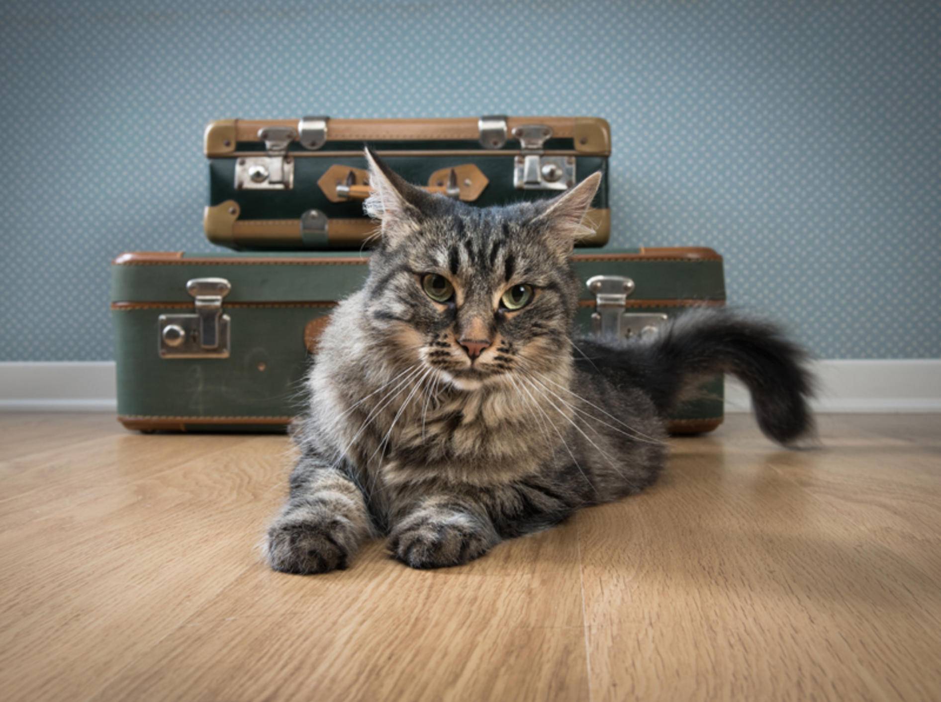 Die Koffer sind gepackt: Soll die Katze mit in den Urlaub? – Bild: Shutterstock / Stock Asso