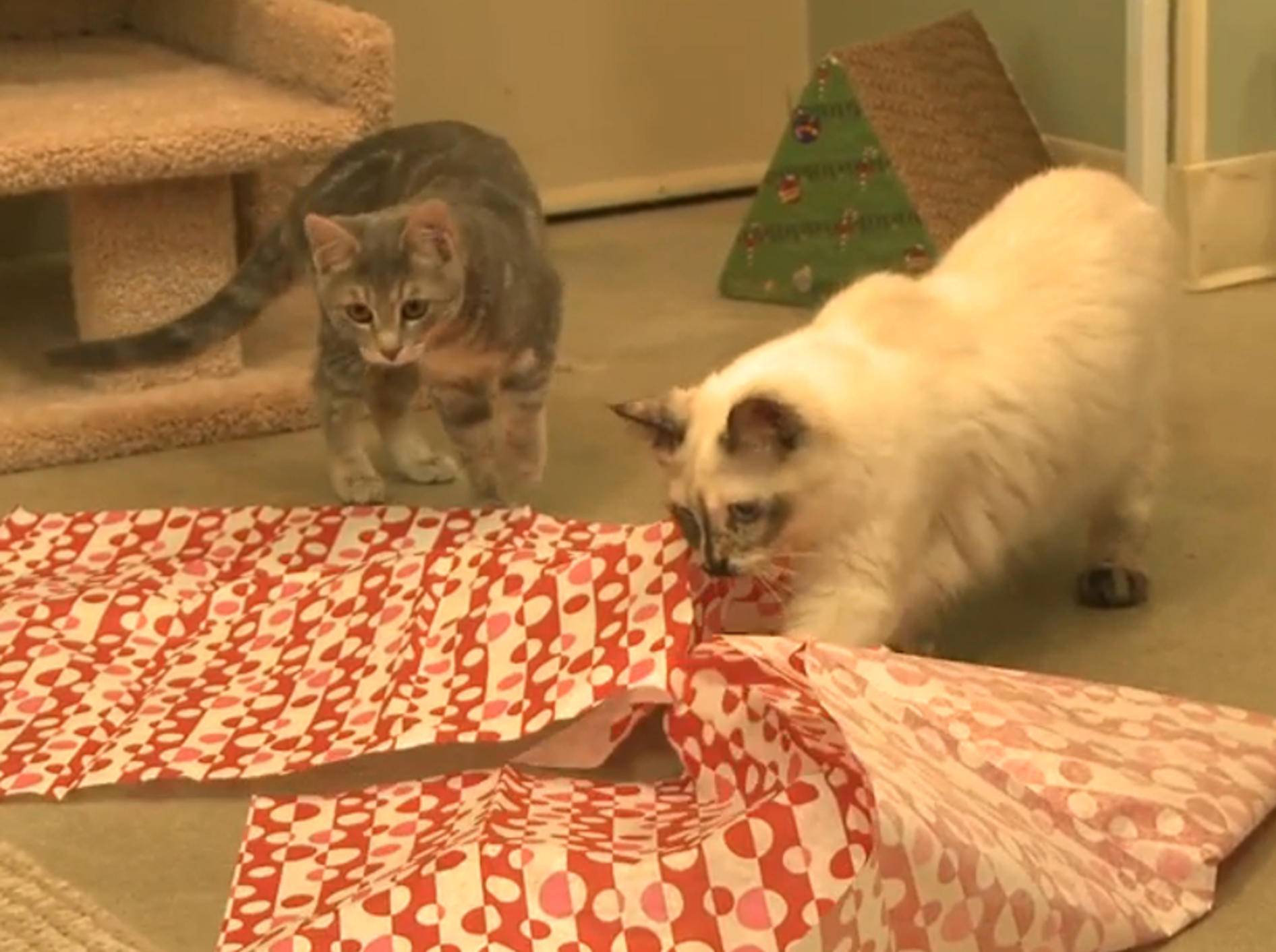 Süße Katzen: "Geschenkpapier ist klasse!" – Bild: YouTube / The Pet Collective