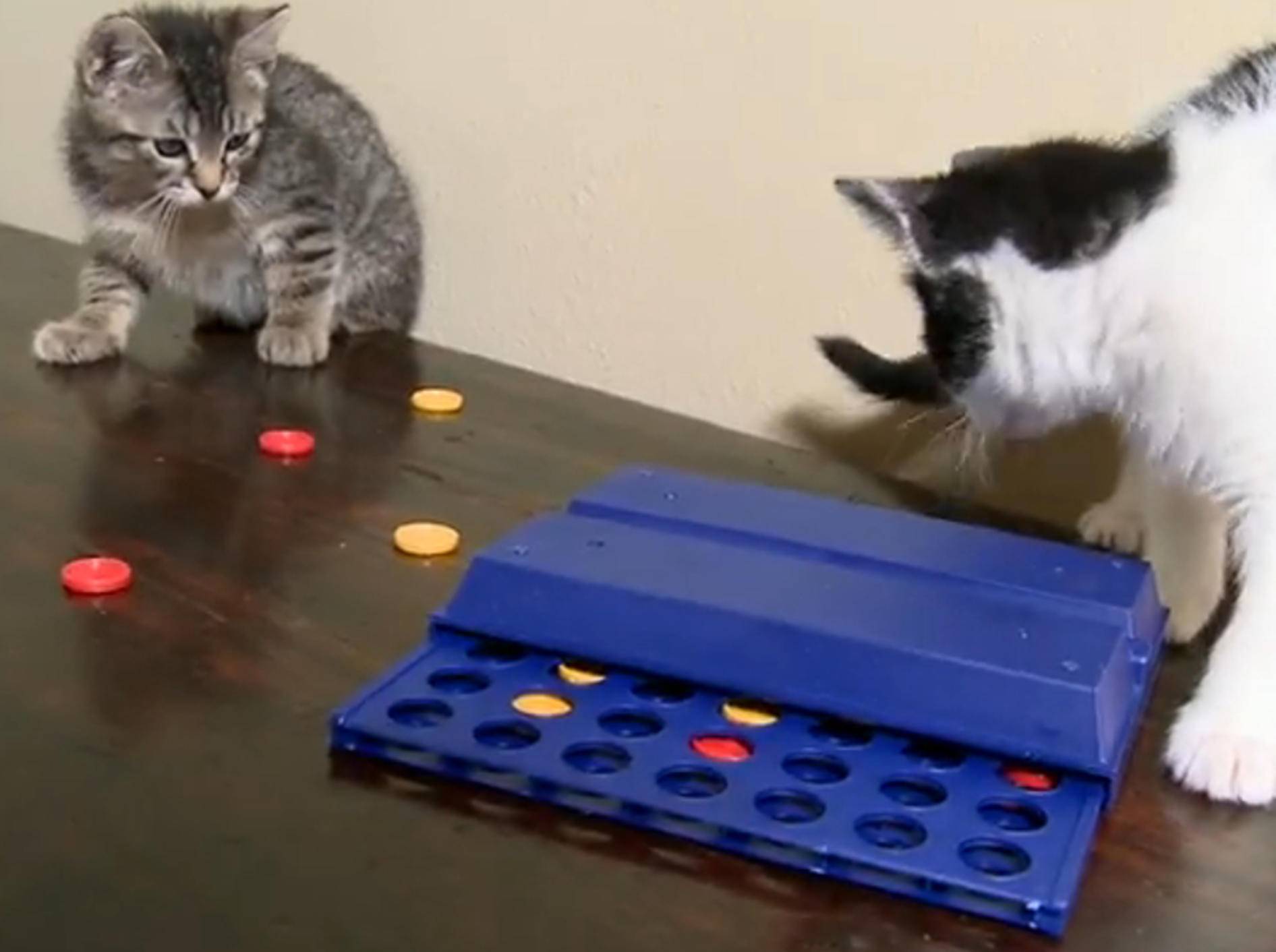 Katzen spielen 4 gewinnt – auf ihre Weise – Bild: YouTube / The Pet Collective