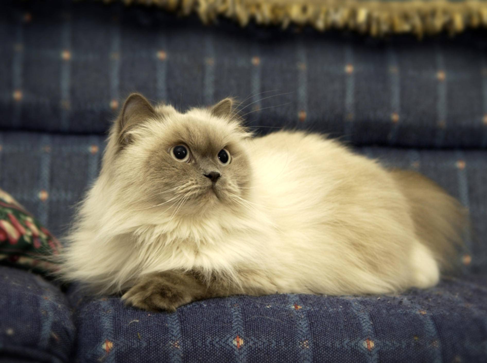 Perser gehören zu den gemütlichen Katzenrassen– Bild: Shutterstock / GWImages