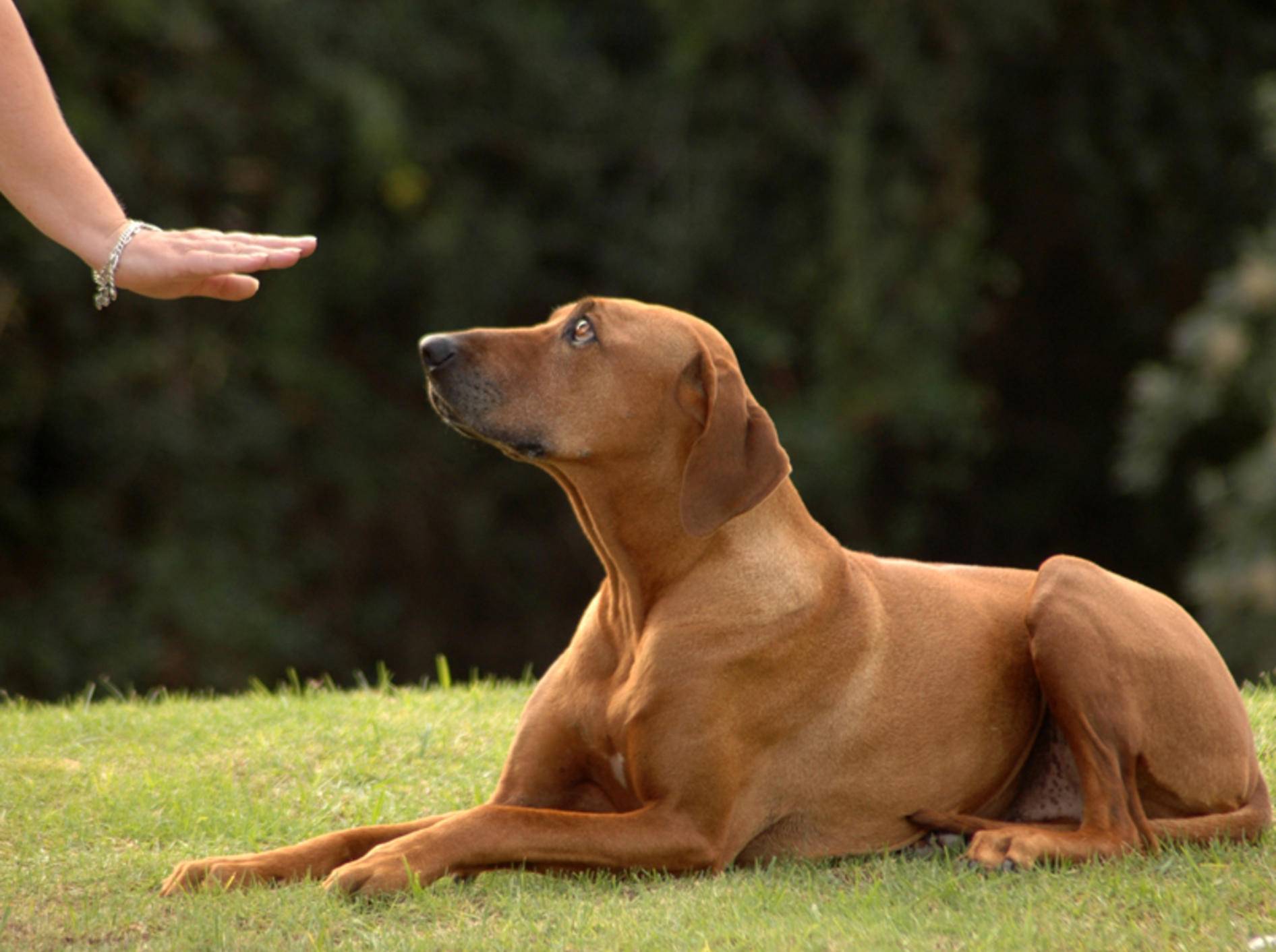 Dieser brave Hund versteht Frauchens Körpersprache – Bild: Shutterstock / Anke van Wyk