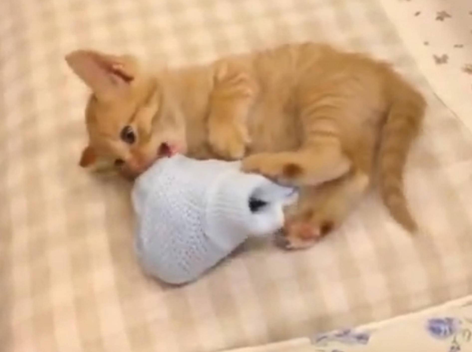 Rotes Kätzchen verliebt in Socke – Bild: YouTube / kohei ezaki
