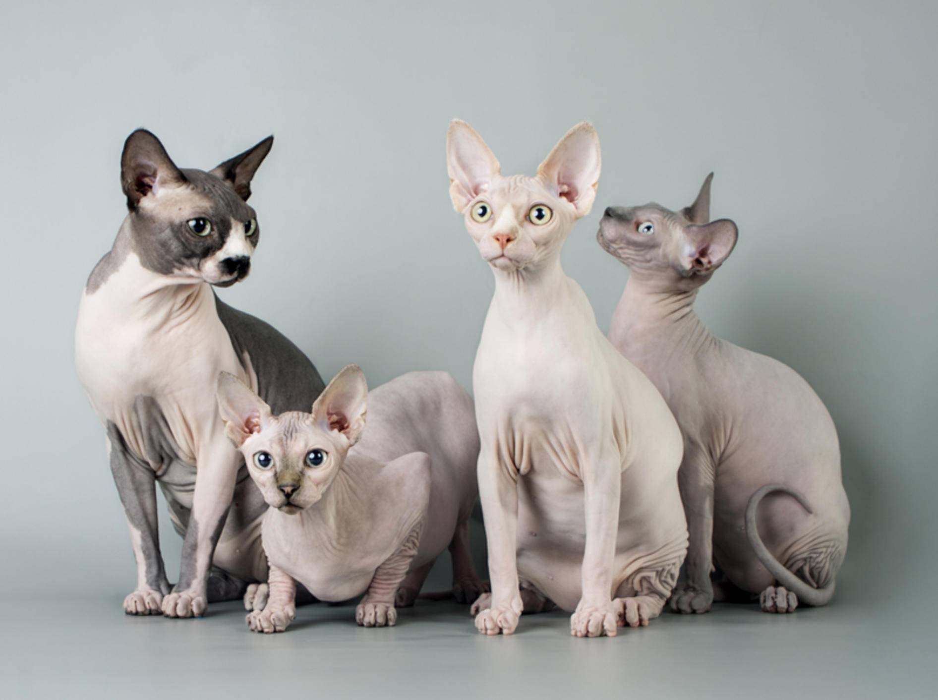 Auch diese süße Sphynx-Bande gehört zu den Katzenrassen ohne Fell – Bild: Shutterstock / Asichka