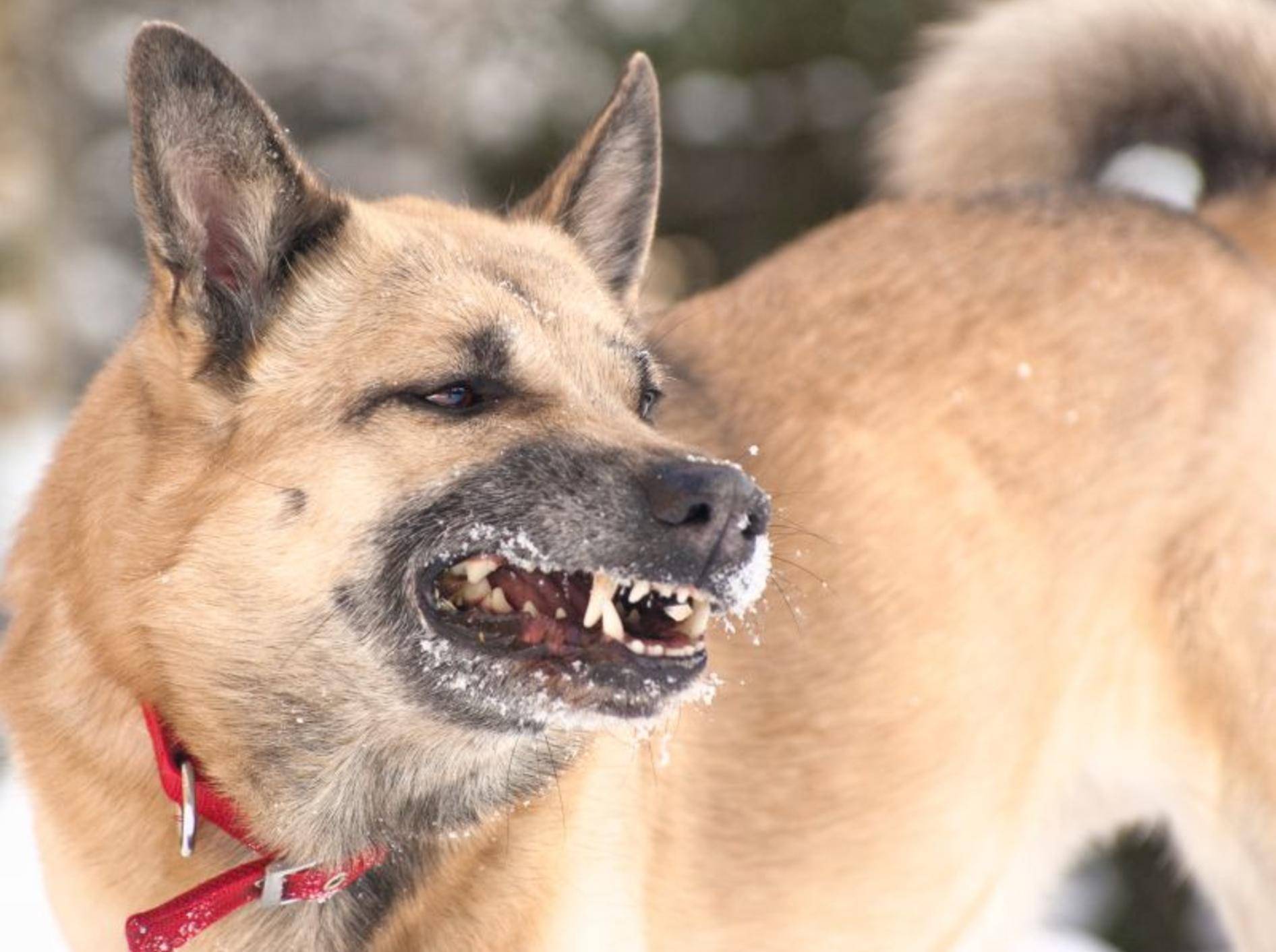 Schwer zu händeln: Ein aggressiver Hund – Bild: Shutterstock / saasemen
