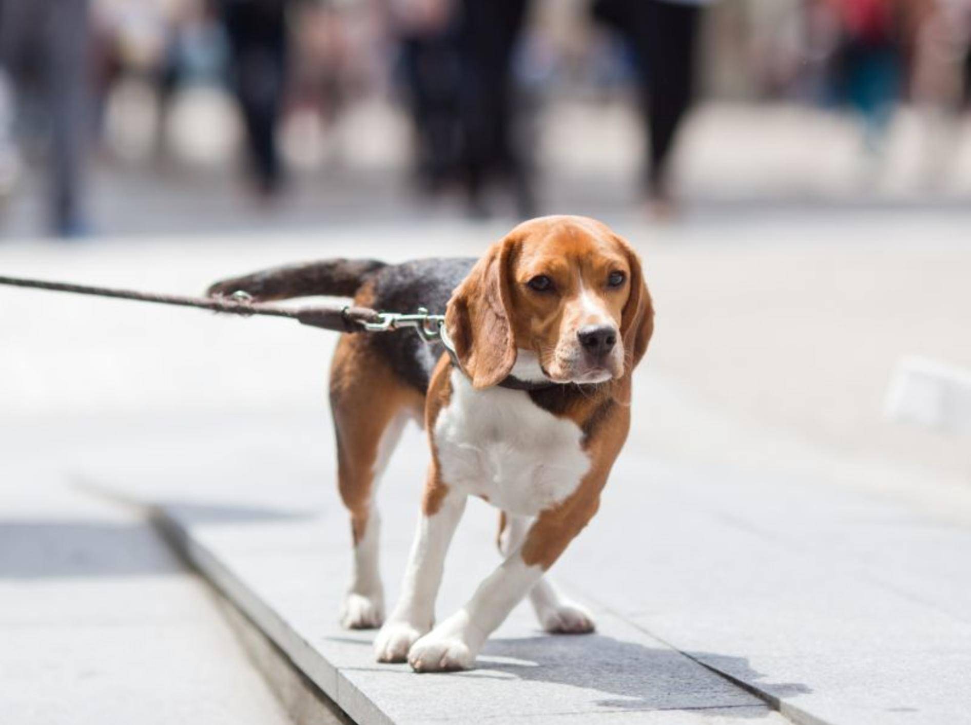 Hunde, die an der Leine ziehen, haben es oft nicht anders gelernt – Bild: Shutterstock / Christian Mueller