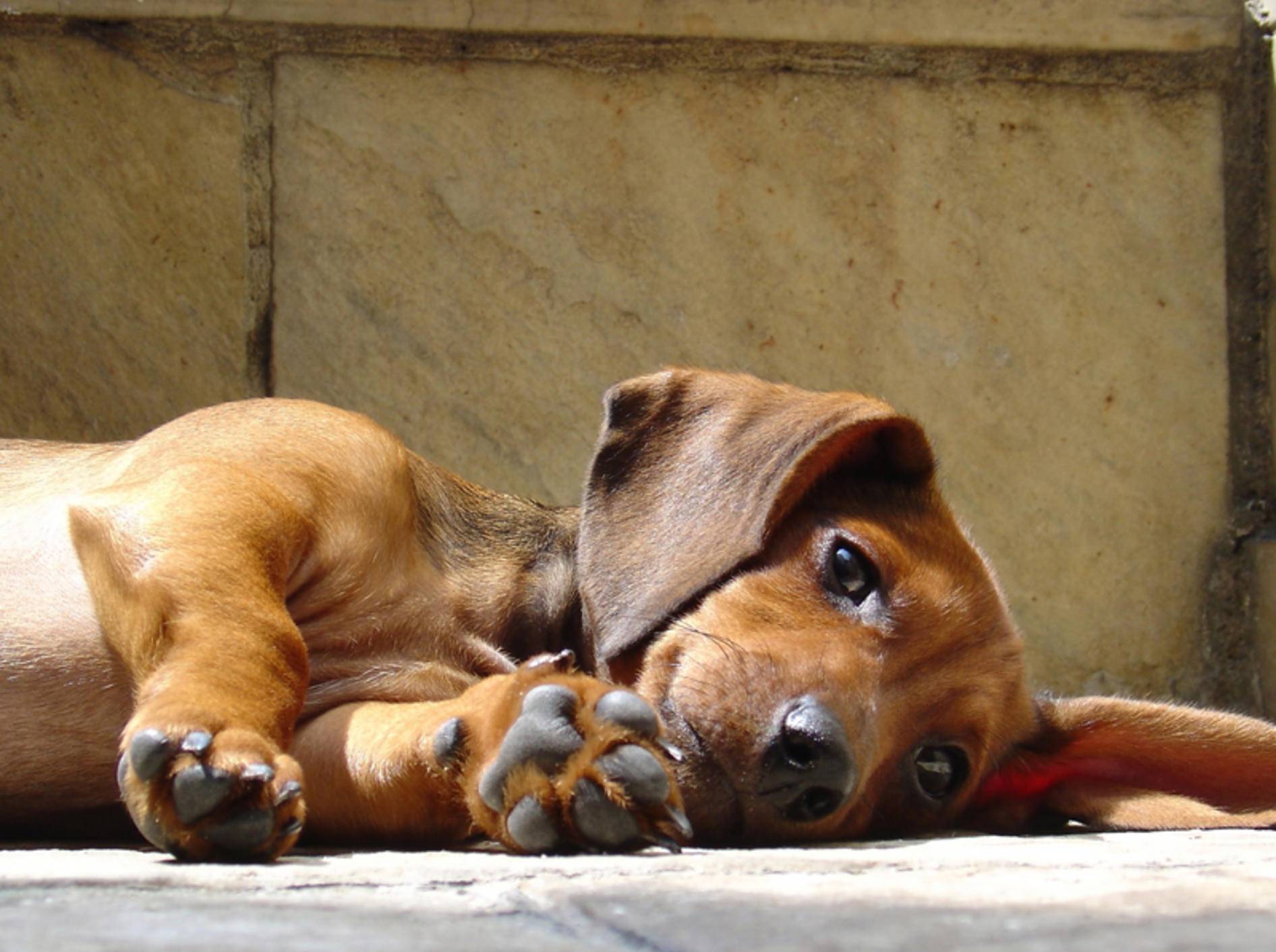 Hunde mit Epilepsie brauchen vor allem viel Ruhe – Bild: Shutterstock / Giancarlo Liguori