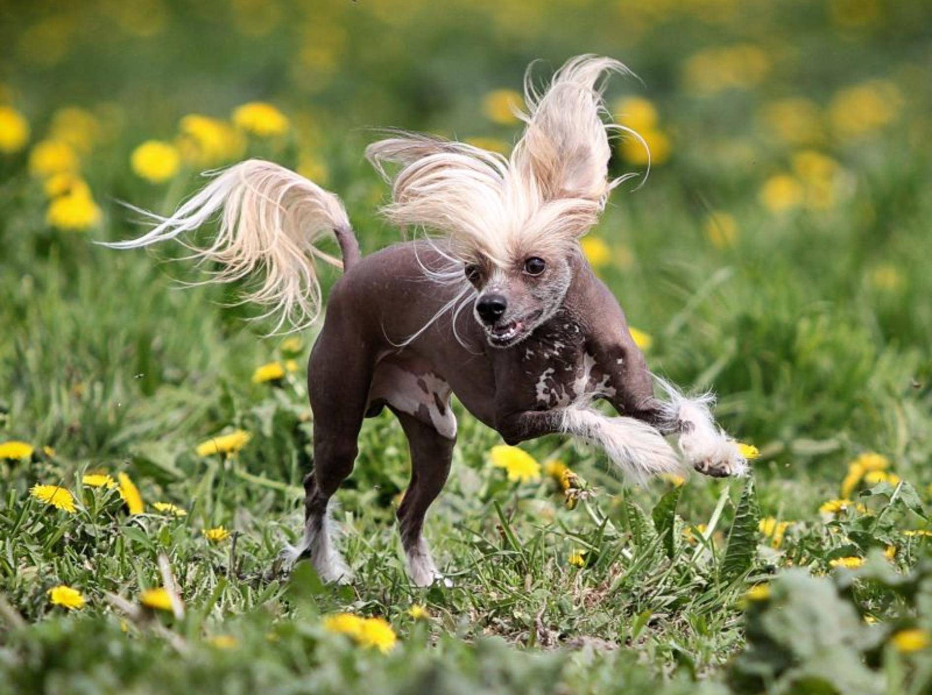 Draußen toben, das macht dem Chinesischen Schopfhund Spaß – Bild: Shutterstock / DragoNika
