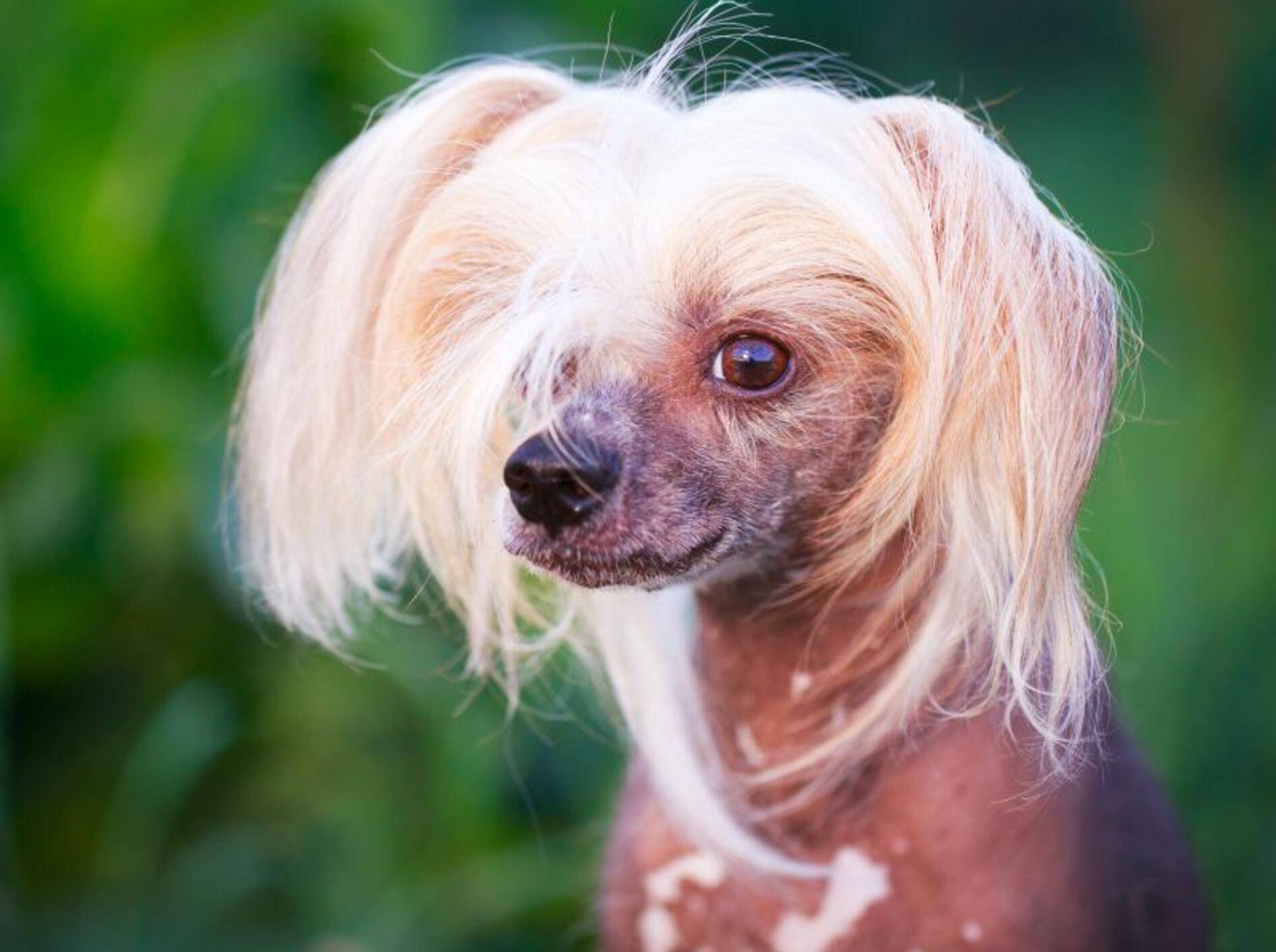 Chinesischer Schopfhund Alle Infos Und Tipps Zur Rasse Chinesischer Schopfhund Alle Infos Und Tipps Zur Rasse