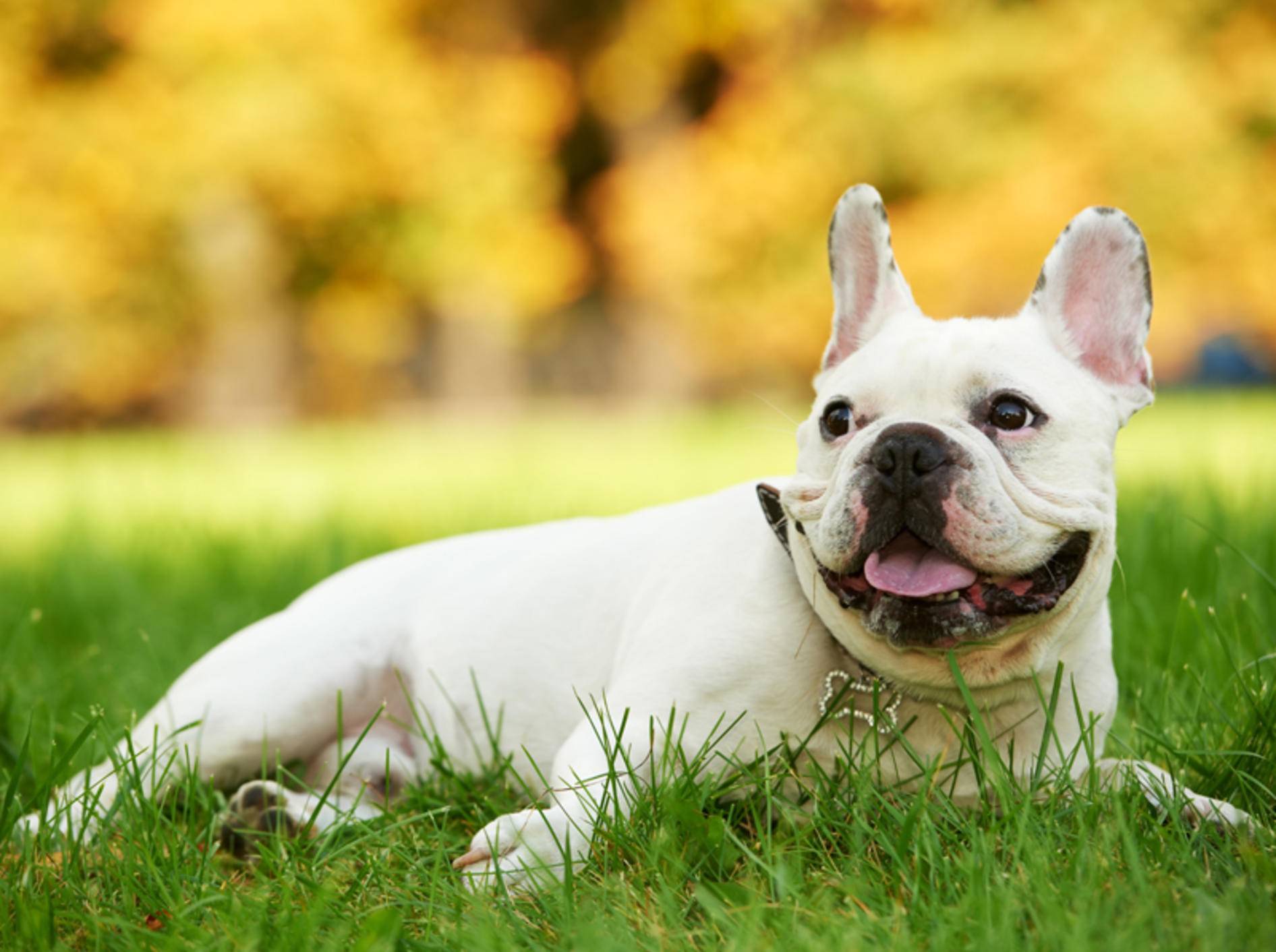 Die französische Bulldogge ist ein liebenswerter Charakter – Bild: Shutterstock / Dmitry Kalinovsky