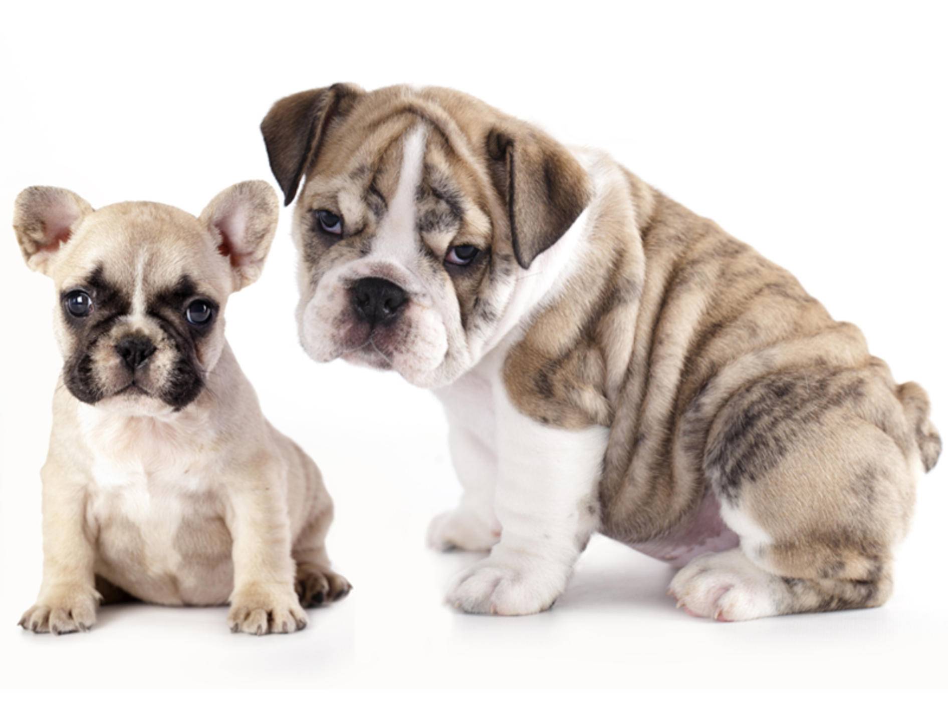 Wer ist süßer: Die französische oder englische Bulldogge? – Bild: Shutterstock / Liliya Kulianionak