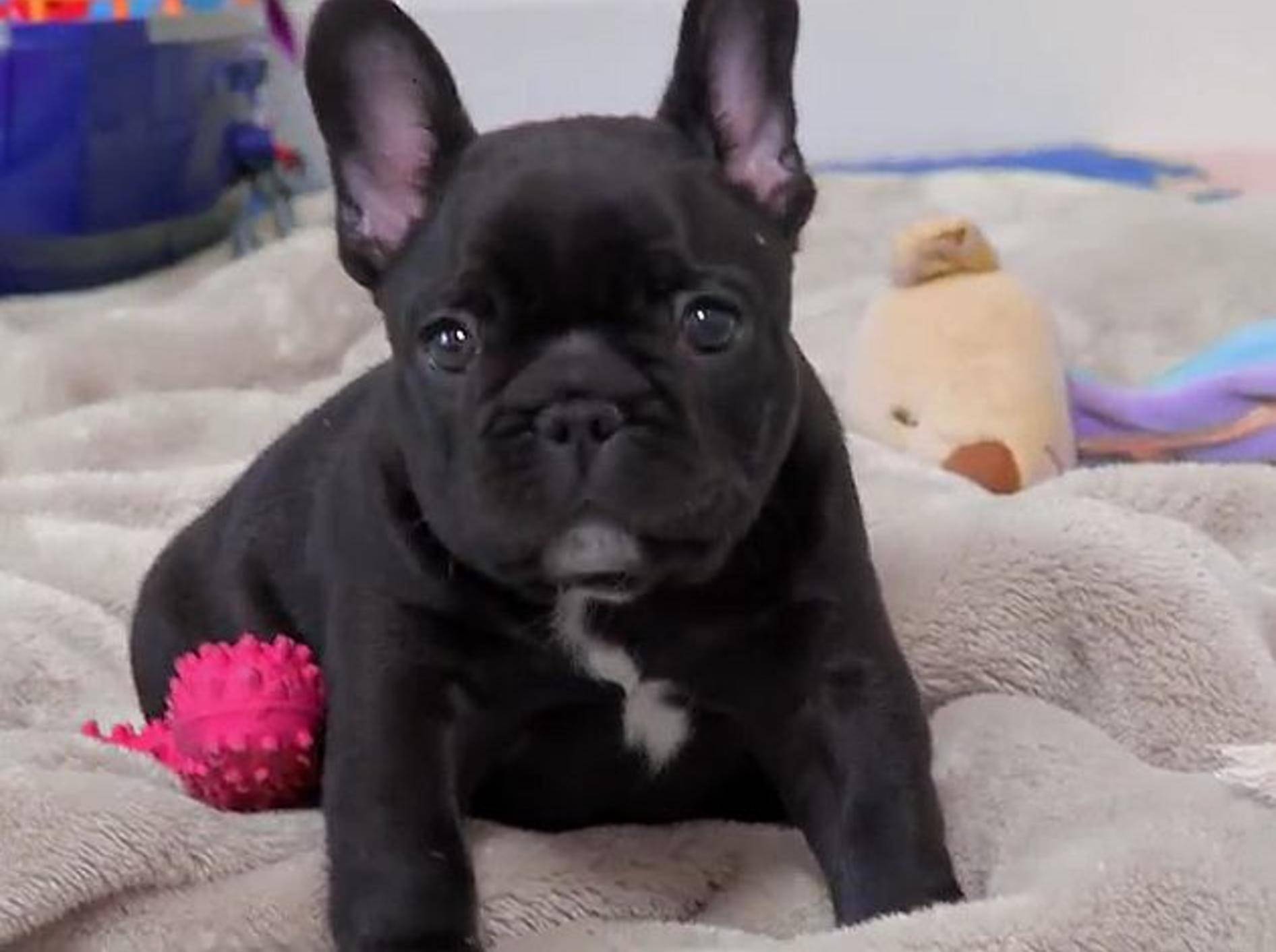 Französische Bulldogge: Süßes kleines Videoportrait – Bild: Youtube / Best Breed Ever