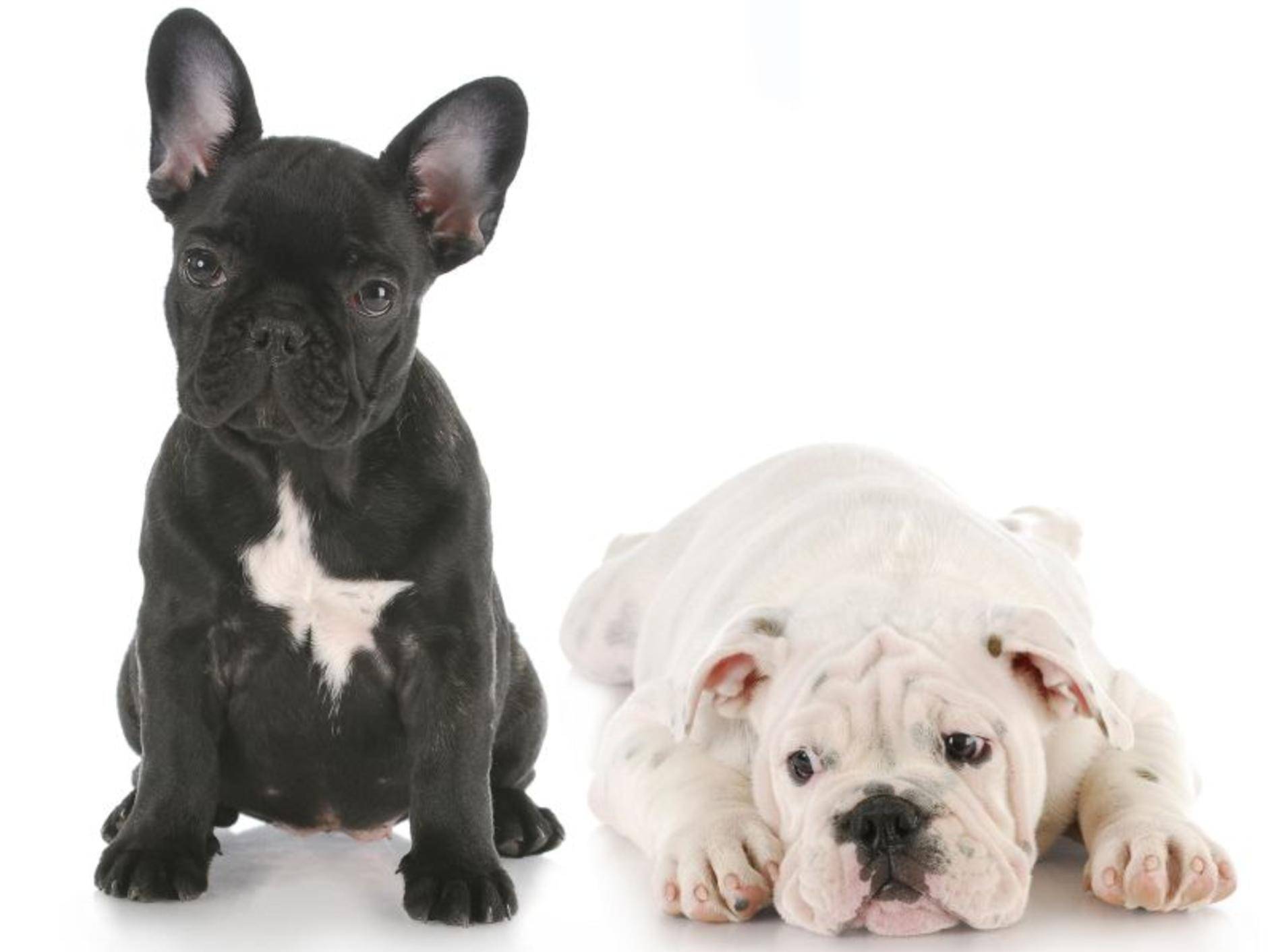 Die Französische und die Englische Bulldogge – Bild: Shutterstock / WilleeCole Photography