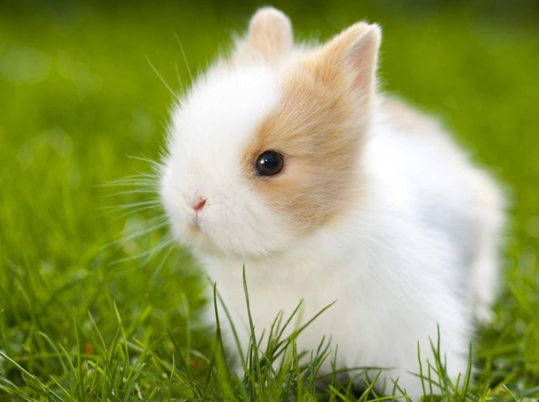 Kaninchen-Spielzeug und Training: Langohren beschäftigen