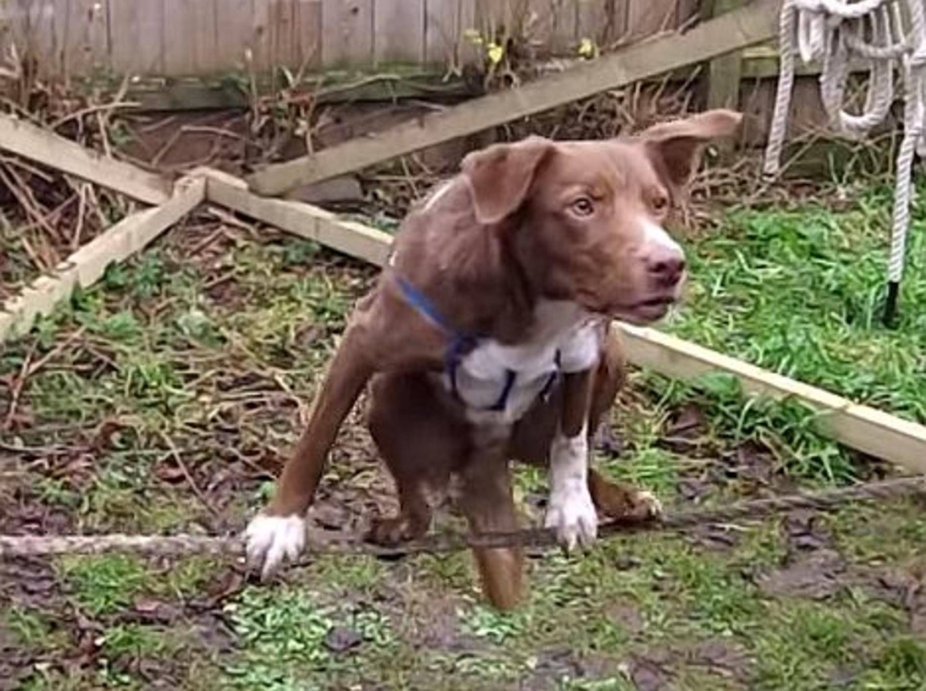 Akrobatischer Hund zeigt Seiltrick – Bild: Youtube / nicknozzy