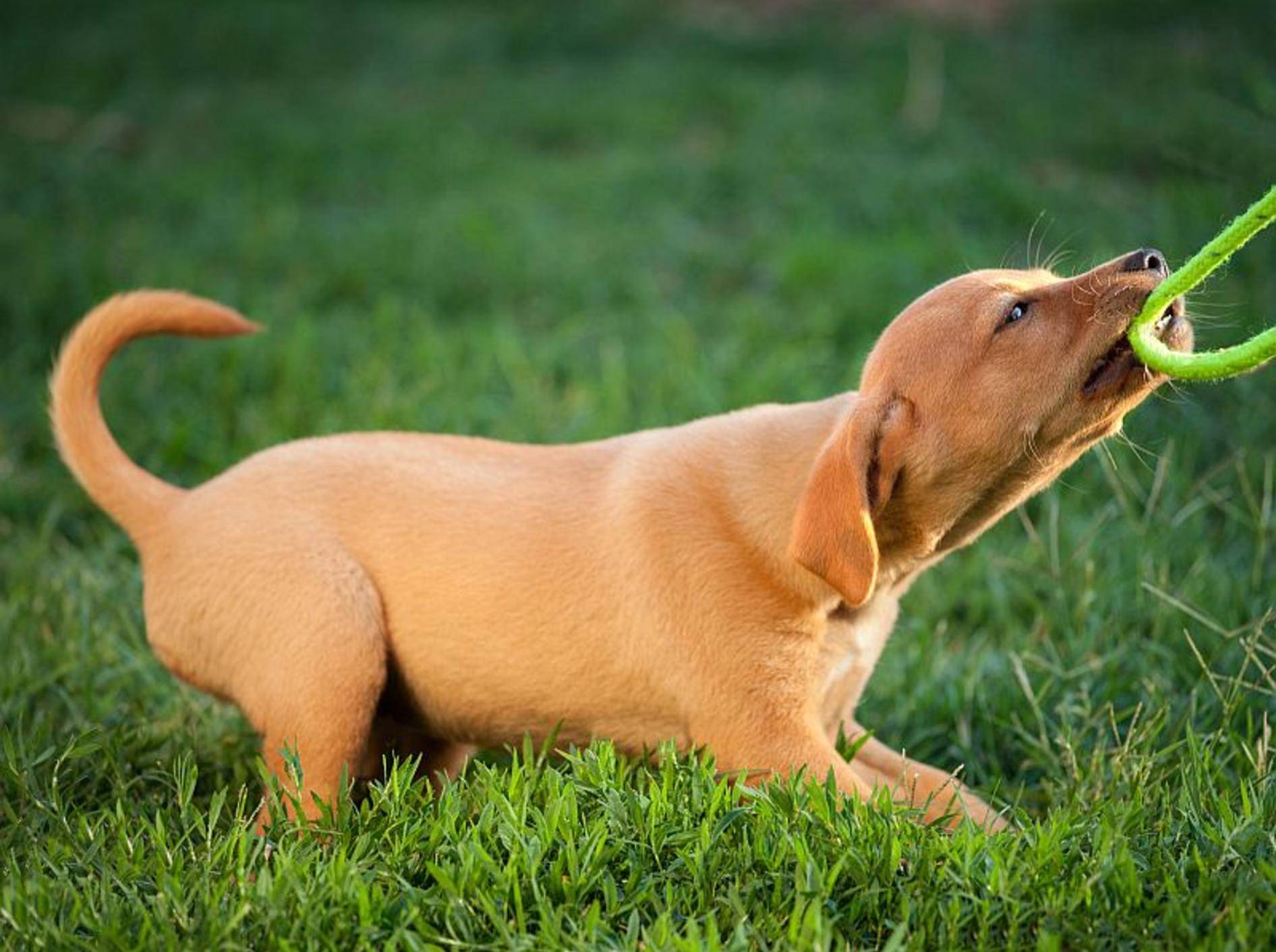 Mit ein paar Tricks trainieren Sie Ihrem Hund das Leinenbeißen ab – Bild: Shutterstock / Marco Prati