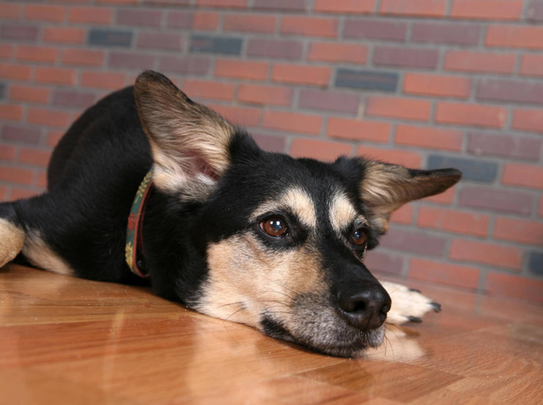 Hunde mit Hüftdysplasie haben Schmerzen – Bild: Shutterstock / Sparkling Moments Photography
