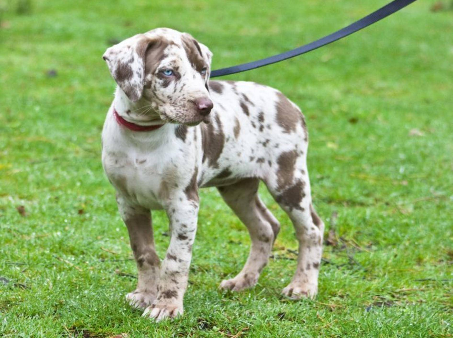 Schleppleinen für Spaziergänge und Hundetraining – Bild: Shutterstock / tiggra