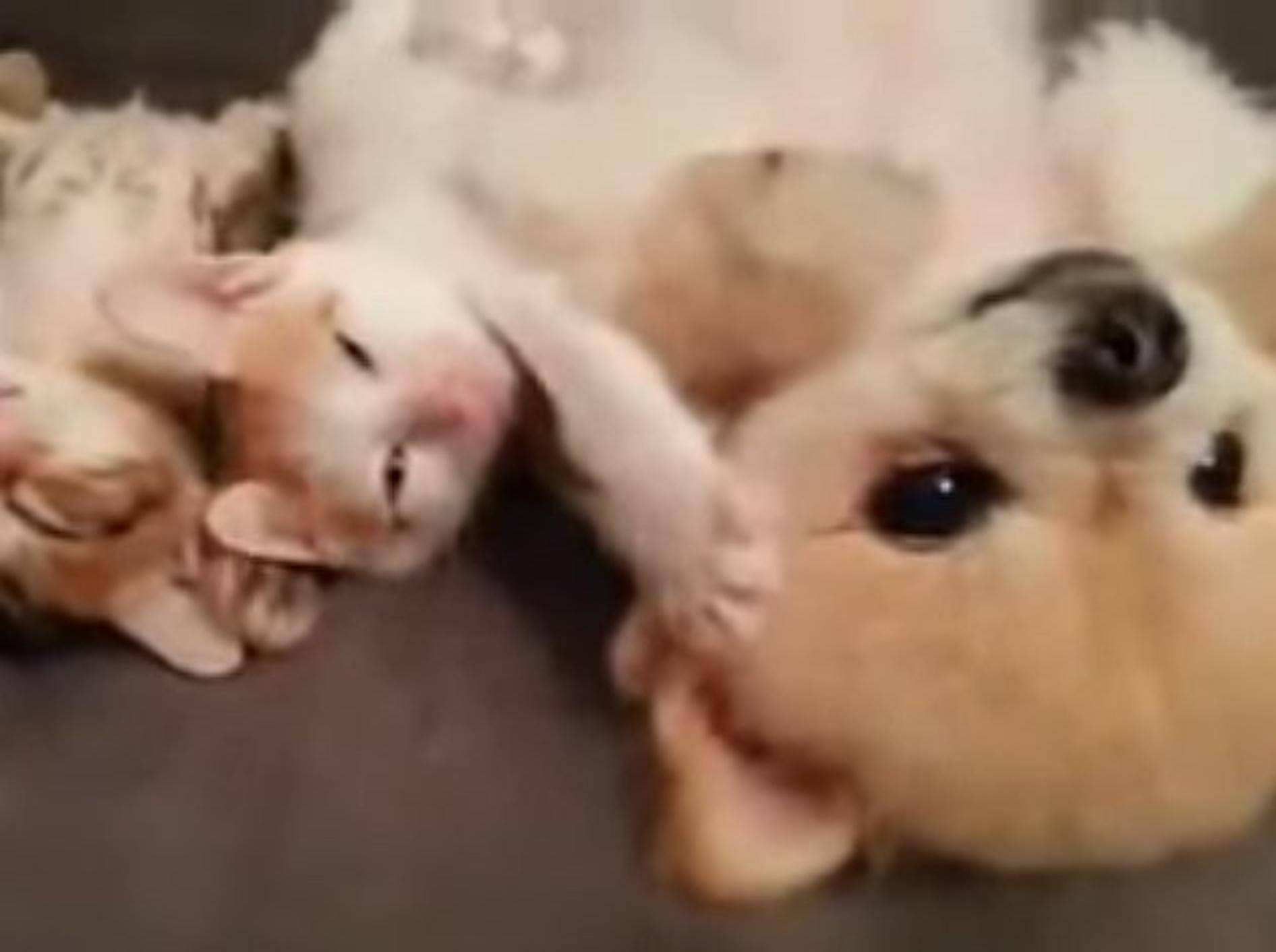 Süßer Hund passt auf Katzenbabys auf – Bild: Youtube / UnmutedBeauty