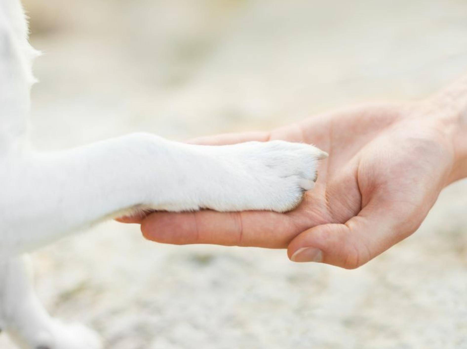 elegant mest køleskab Erste Hilfe beim Hund: Wundversorgung