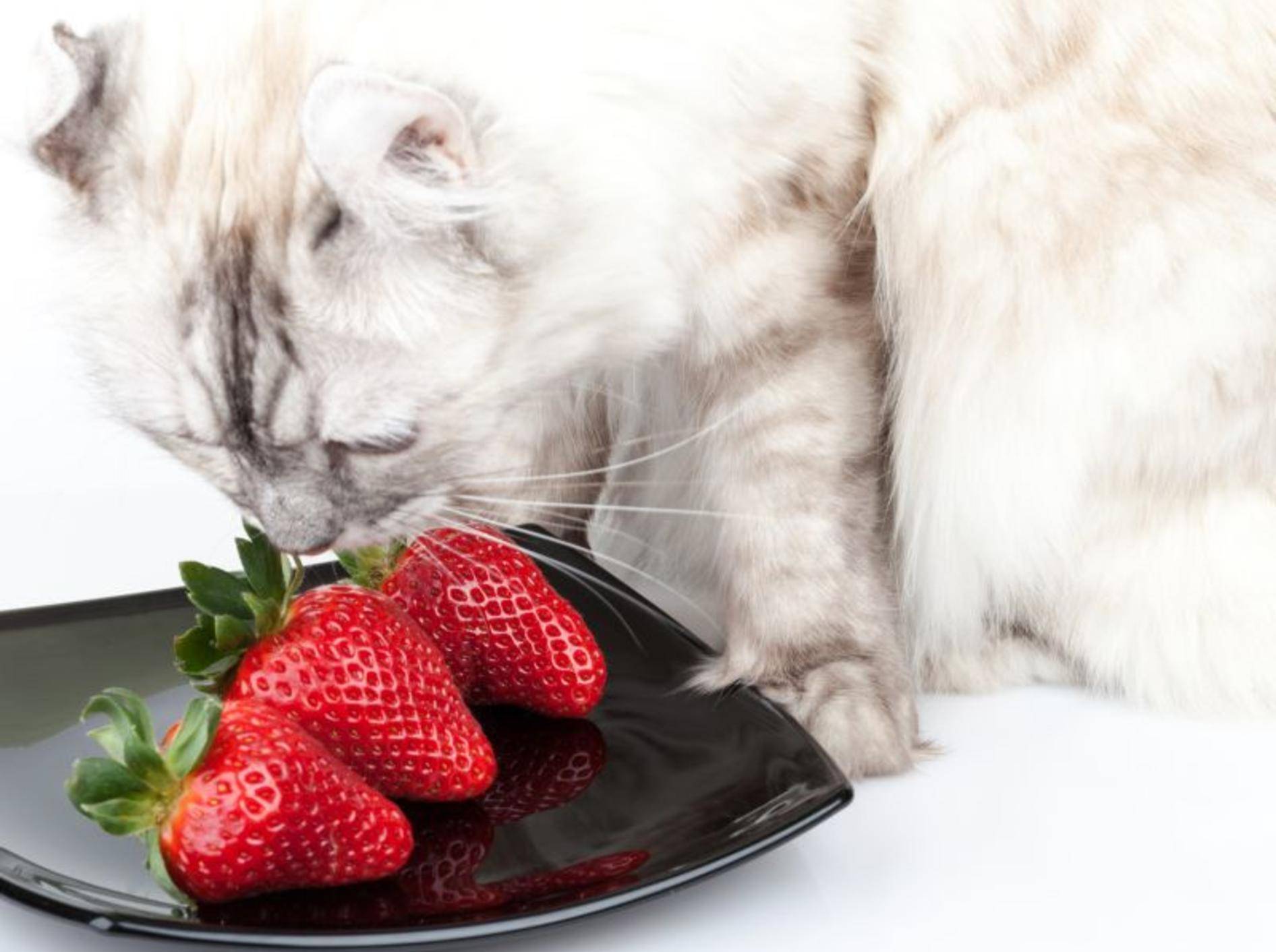 Sind Erdbeeren und andere Obstsorten als Katzensnacks geeignet? – Shutterstock / Eugene Sergeev