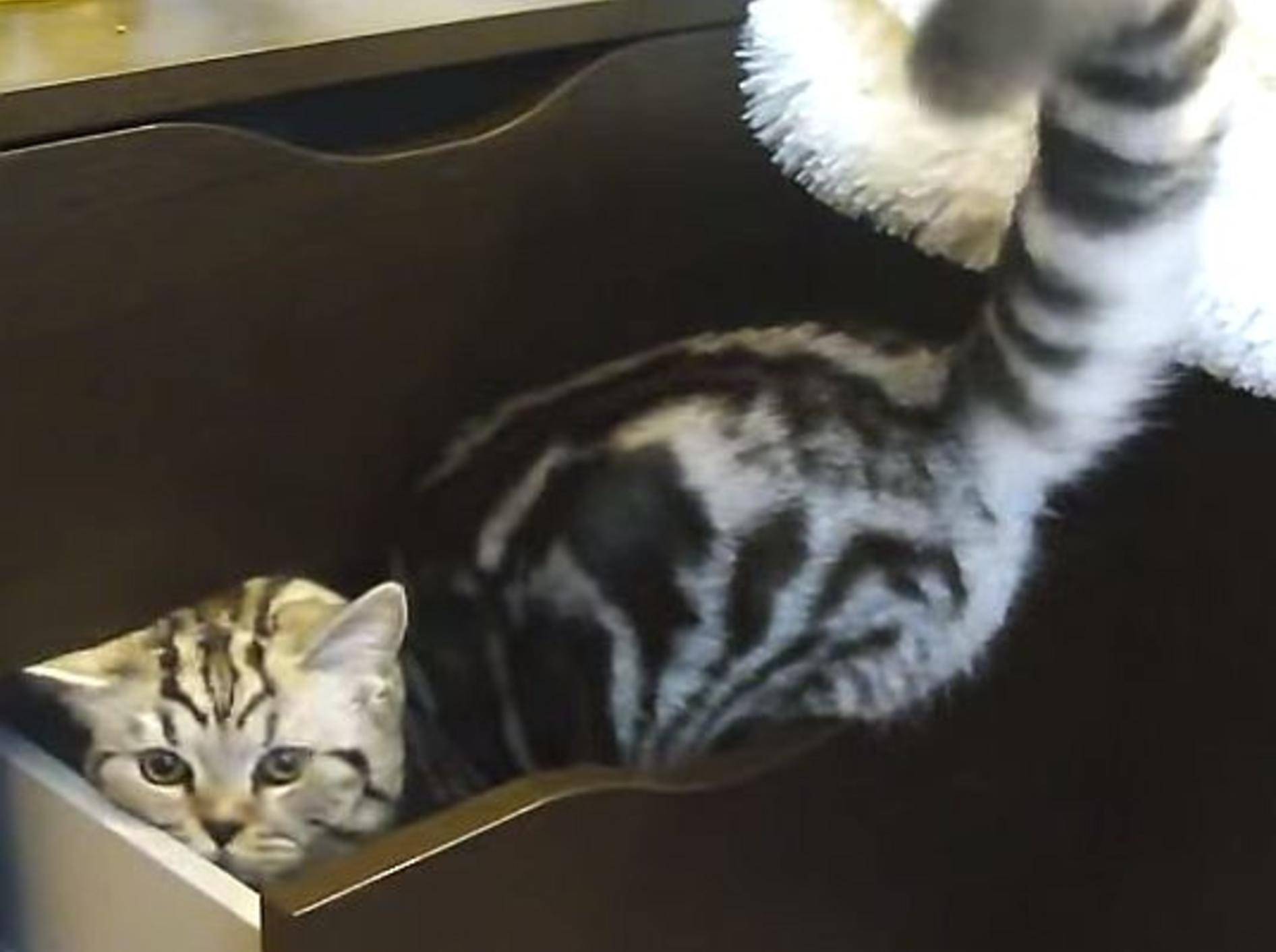 Katzen klettern in Schubladen: Was sein muss, muss sein! – Bild: Youtube / ignoramusky
