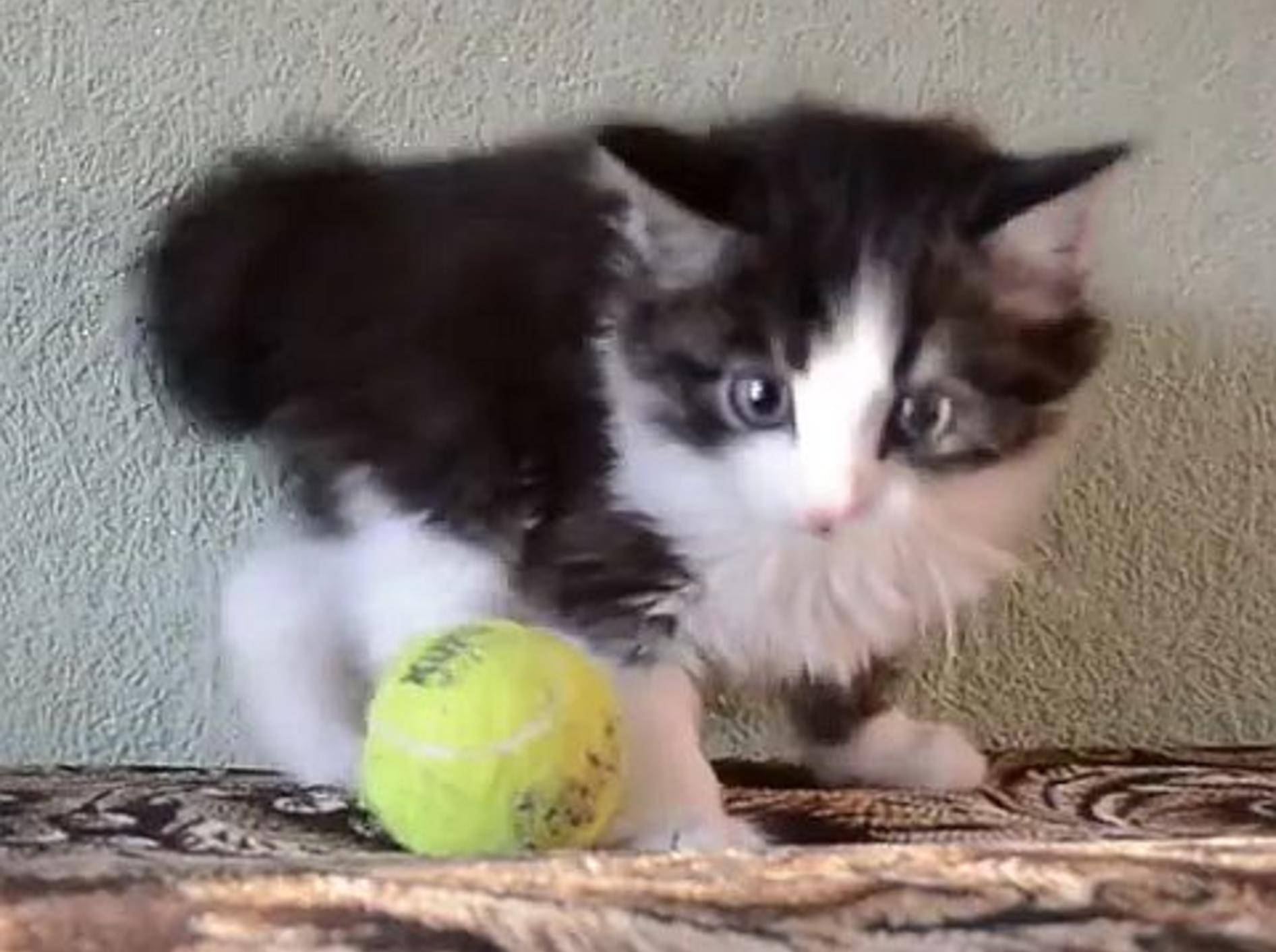 Minimiez spielt mit Tennisball – Bild: Youtube / Илья Кукоев