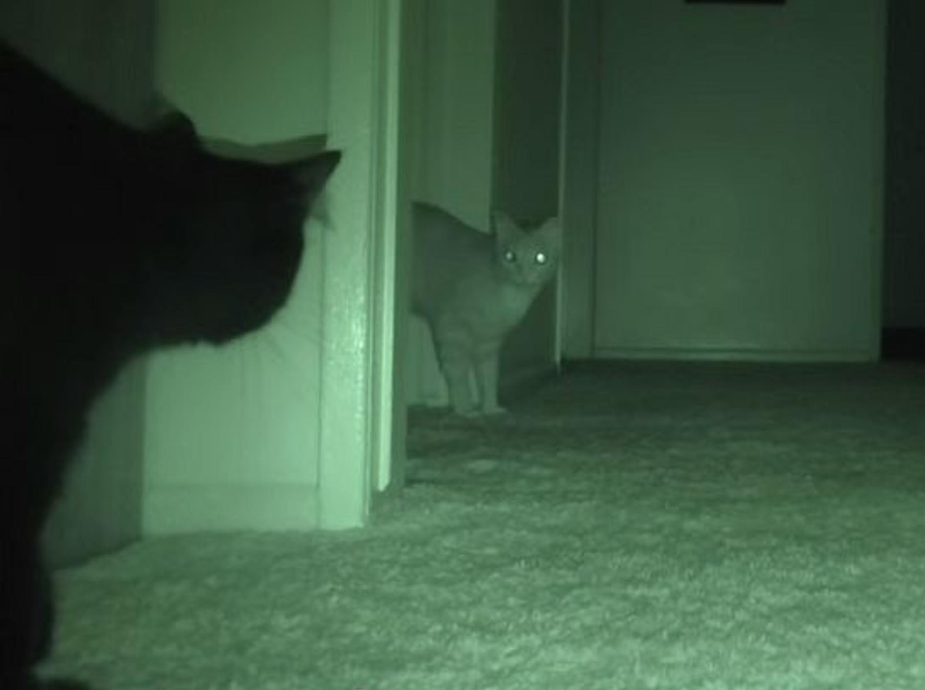 Nachts, wenn alle schlafen: Was machen die Katzen? – Bild: Youtube / Cole and Marmalade