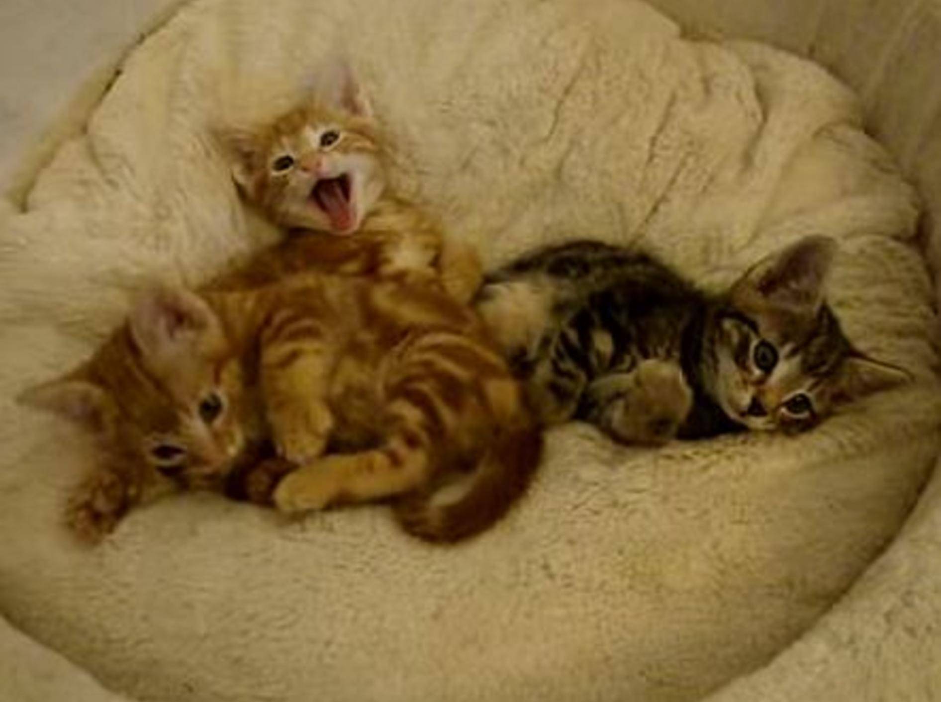 Kuscheliges Katzenbaby-Grüppchen – Bild: Youtube / Catherine Donaldson