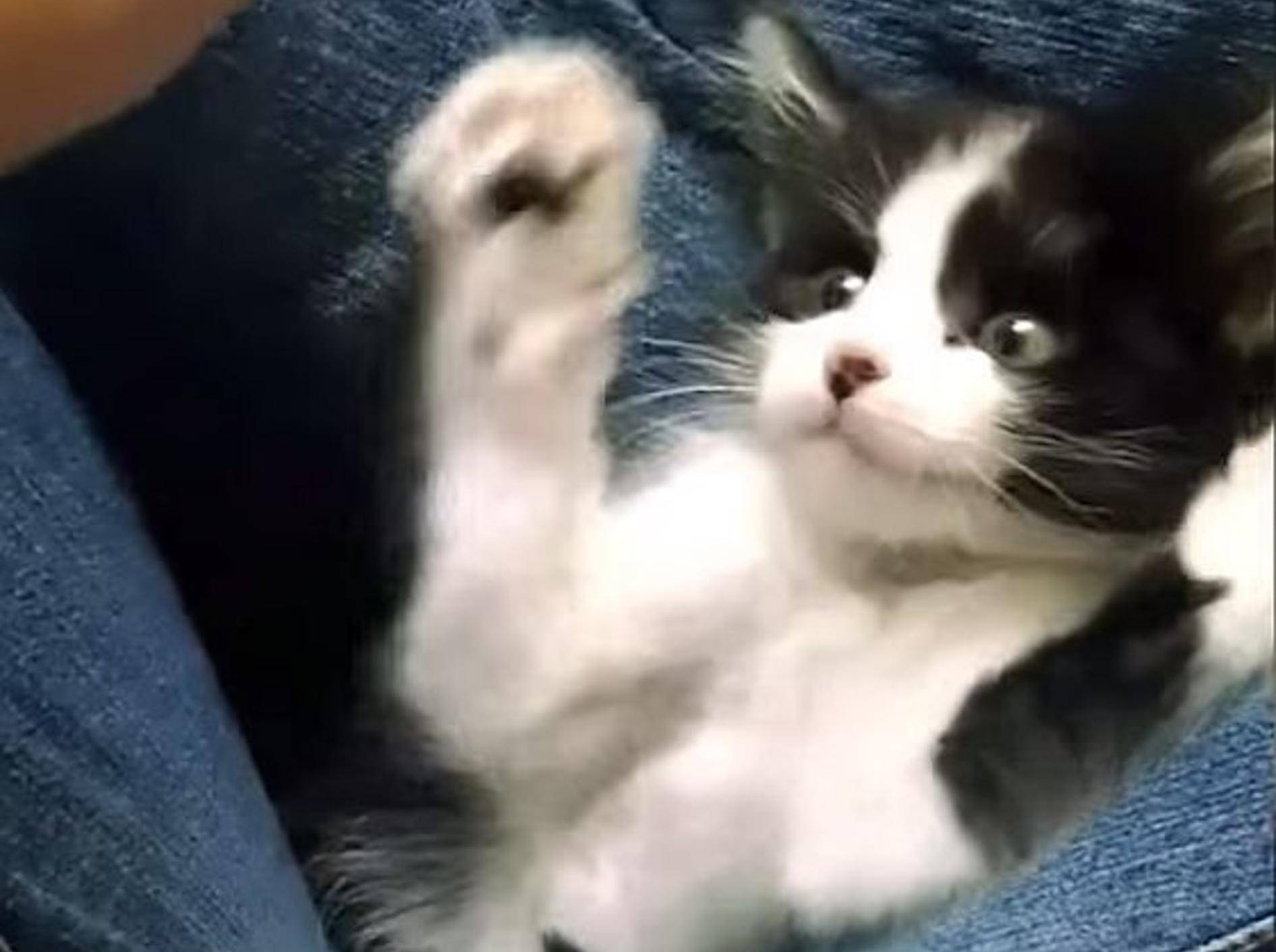 Zu süß für Worte: Katzenbabys lernen Dinge vom Leben – Bild: Youtube / BuzzFeedVideo